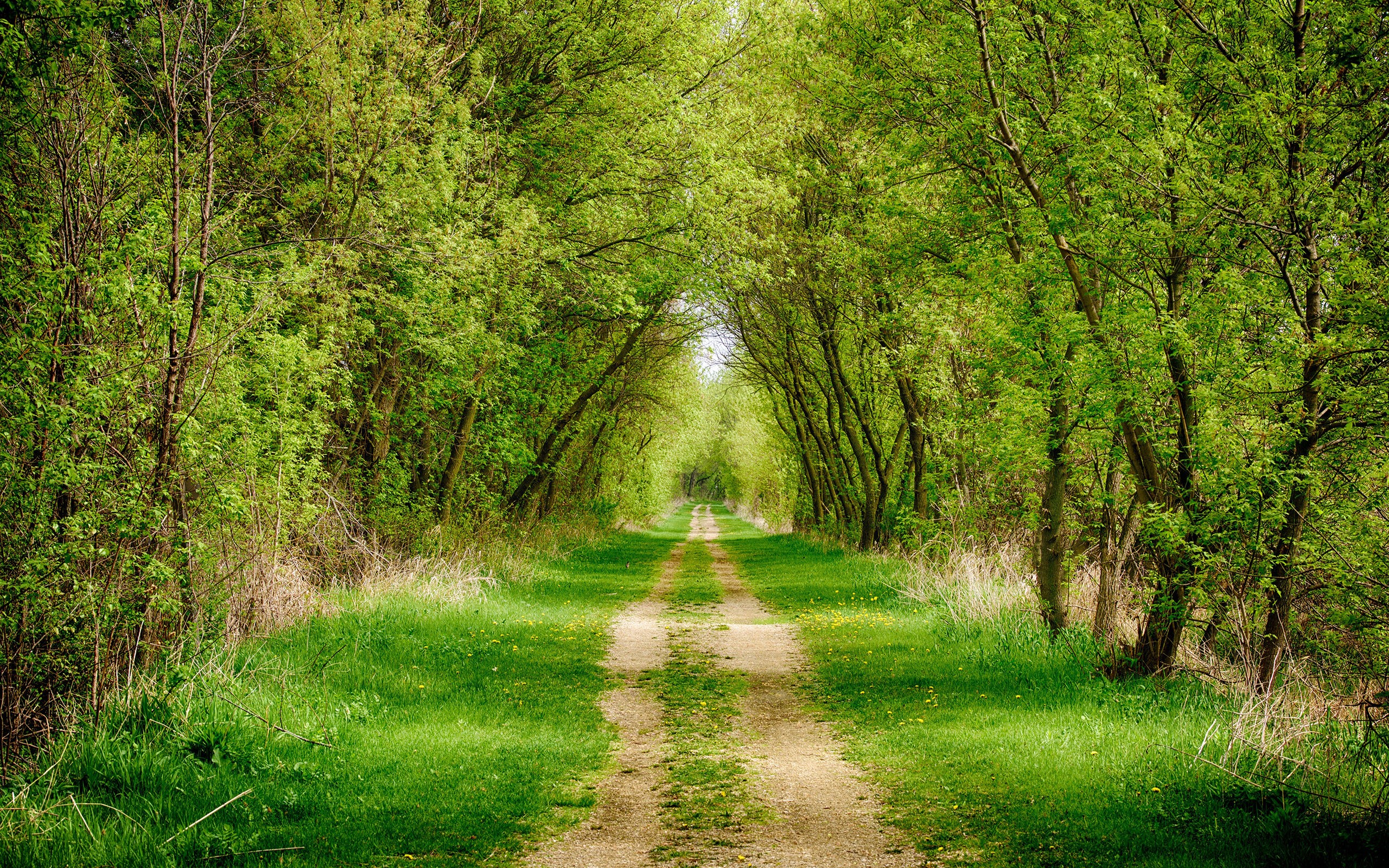 Dirt road through a green forest tunnel HD Wallpaper