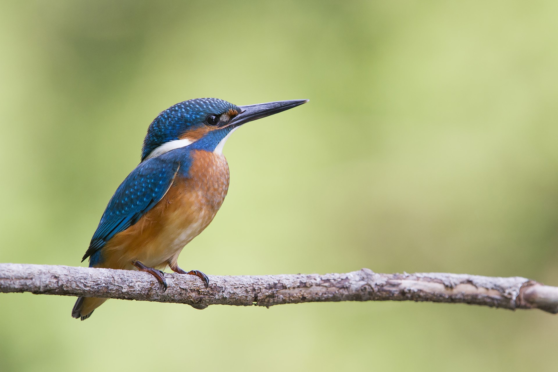 Common Kingfisher perched on a branch HD Wallpaper