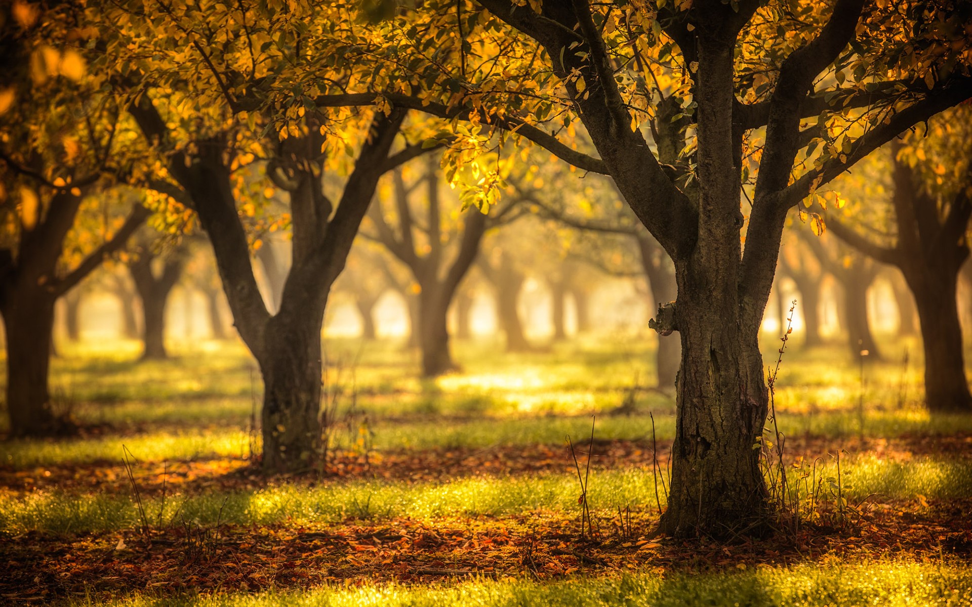 Autumn orchard with golden leaves and sunlight HD Wallpaper