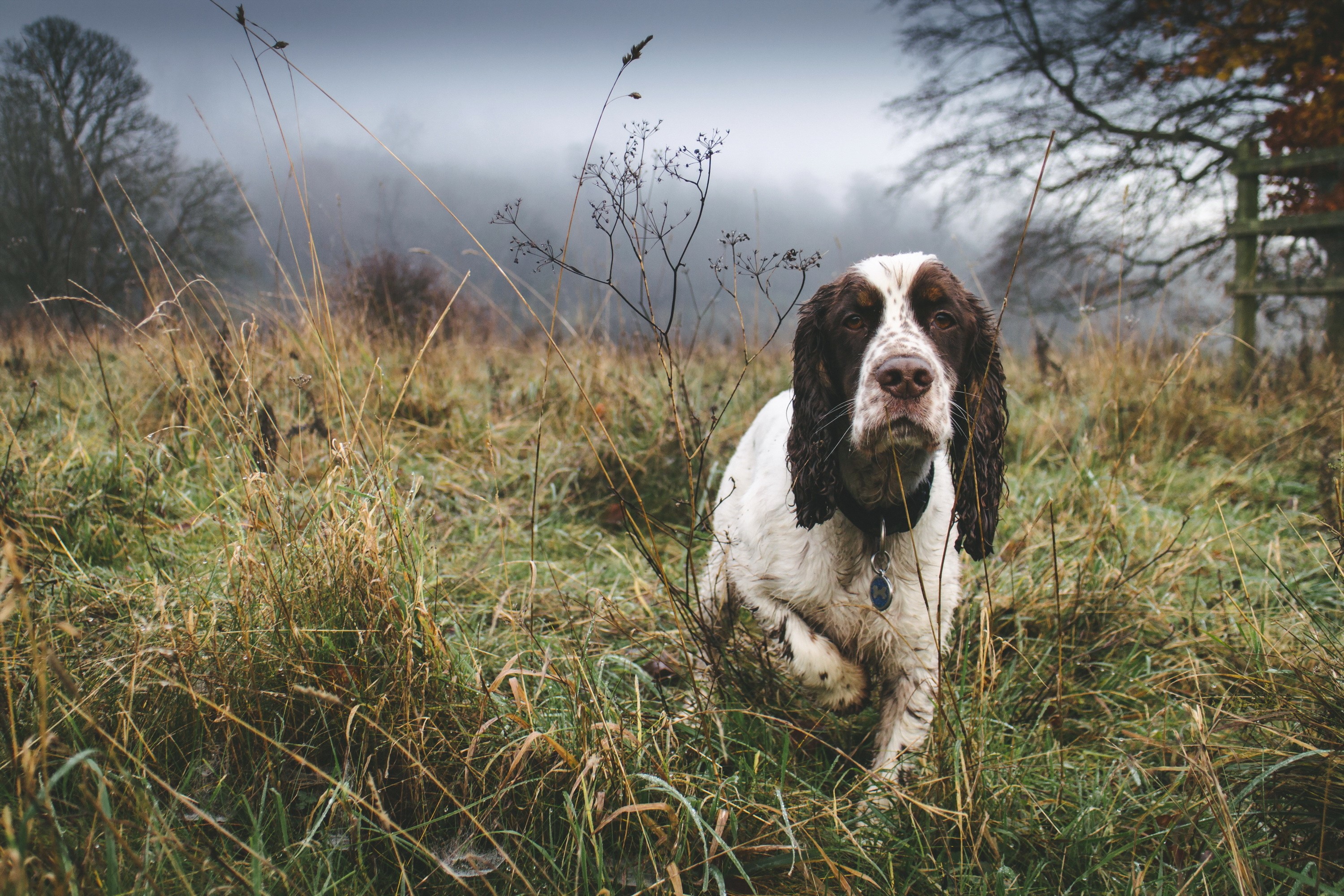 English Springer Spaniel dog in a grassy field HD Wallpaper