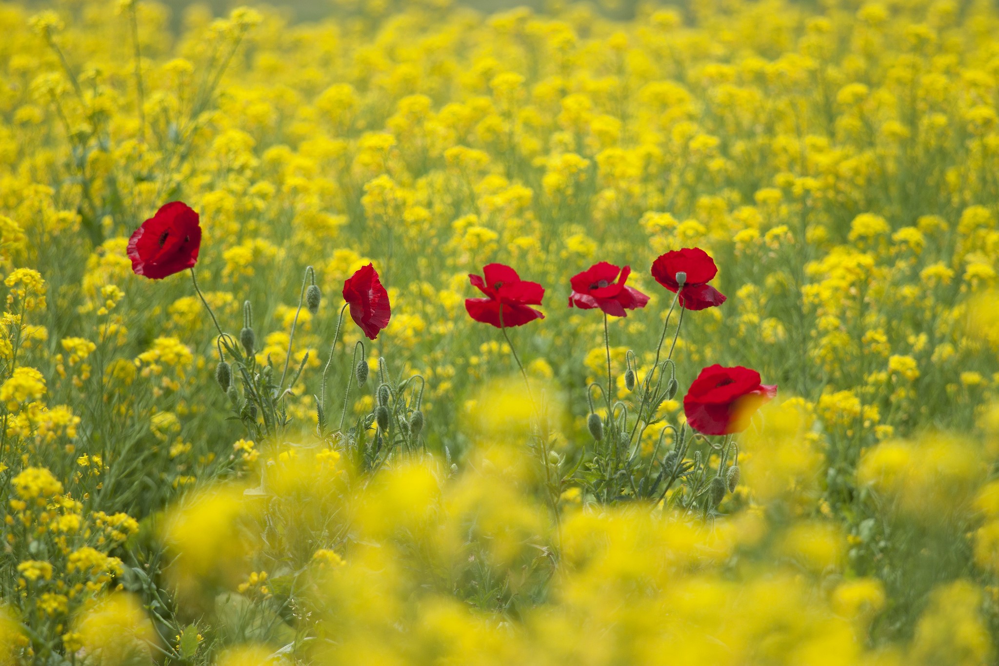 Red poppies in a field of yellow flowers HD Wallpaper