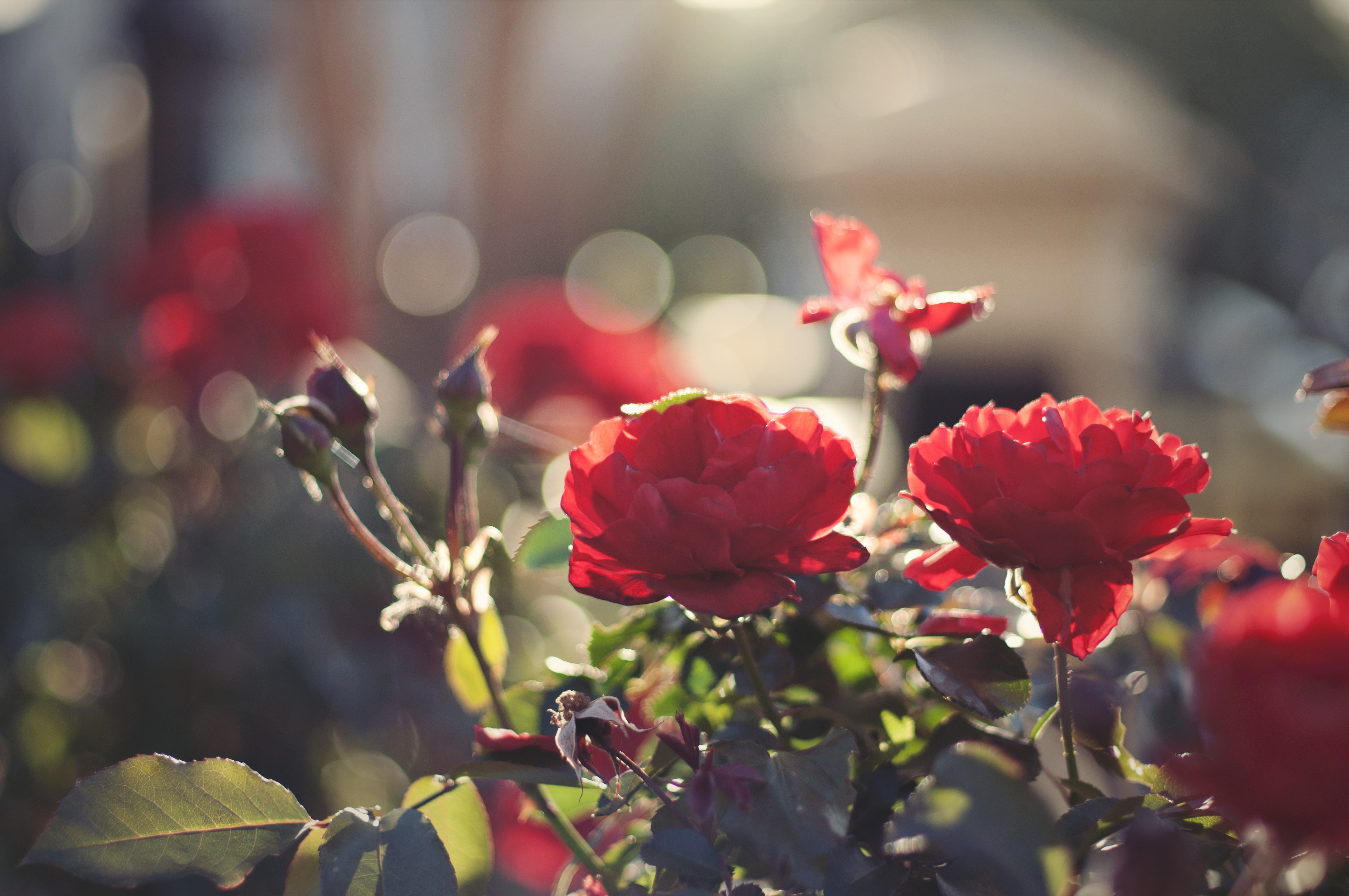 4K Red Roses in Sunlight HD Wallpaper