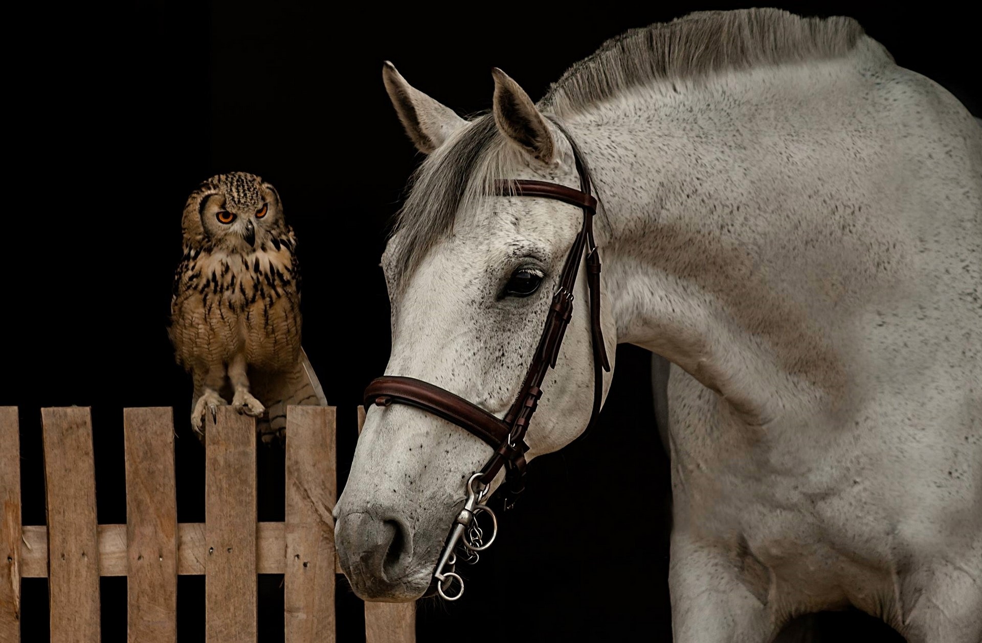 An owl sits on a fence next to a white horse HD Wallpaper