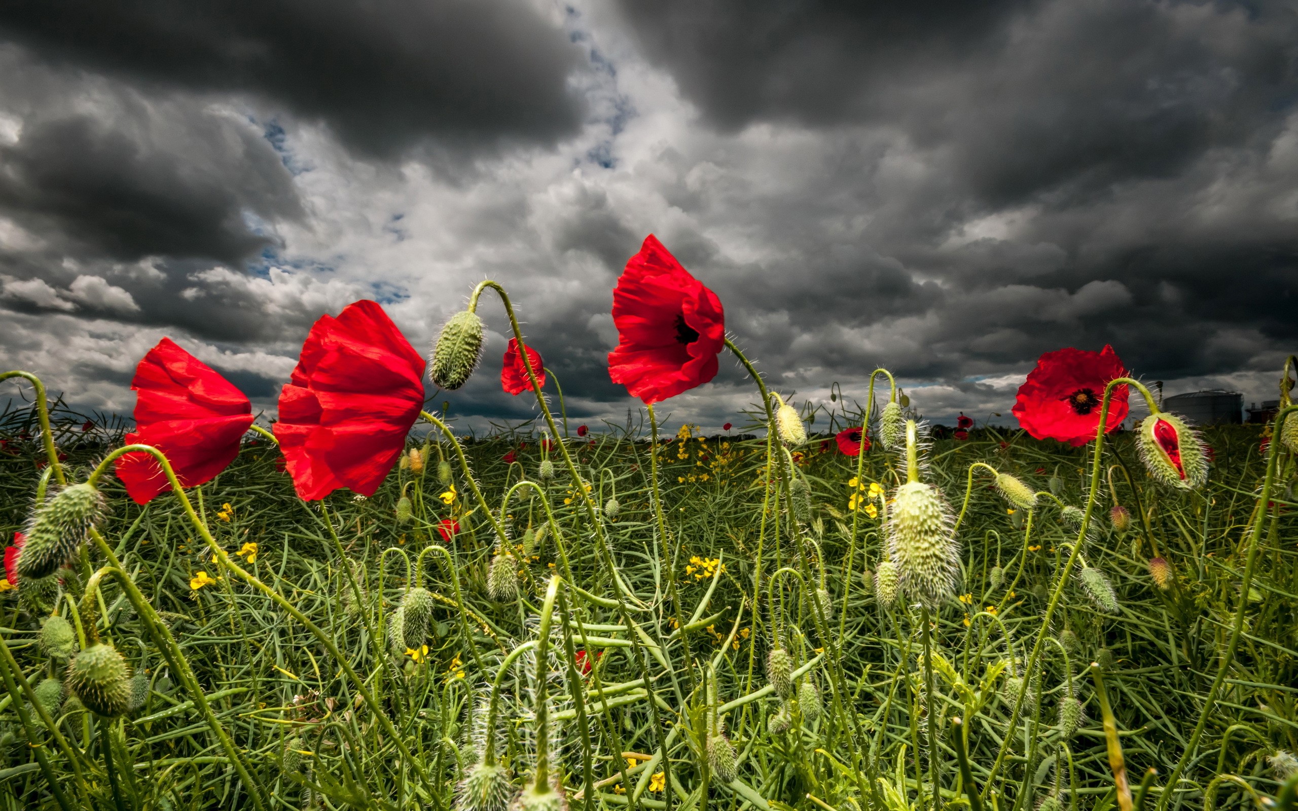 Red Poppies Under Dark Stormy Clouds HD Wallpaper