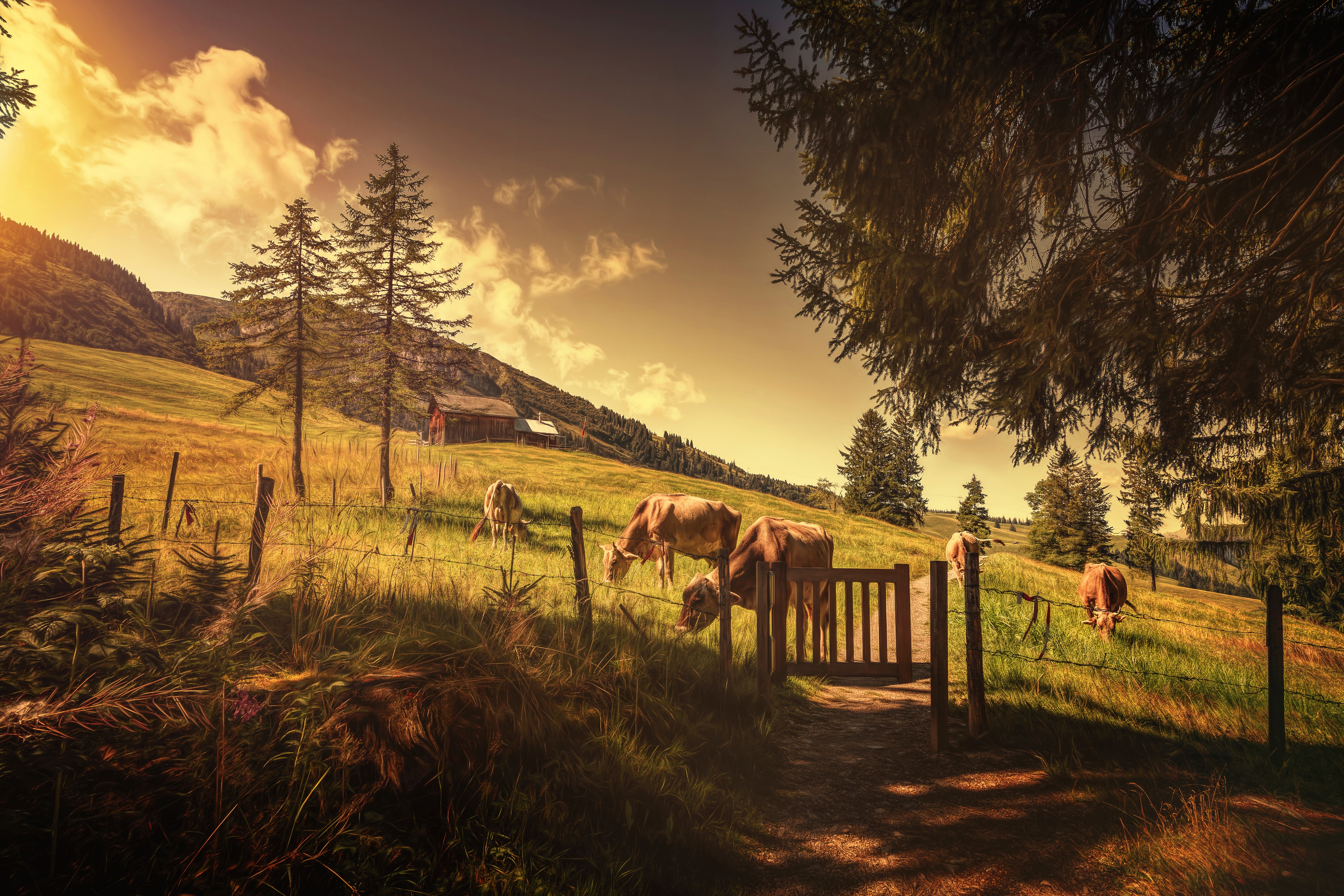 Cows grazing in a mountain field at sunset HD Wallpaper