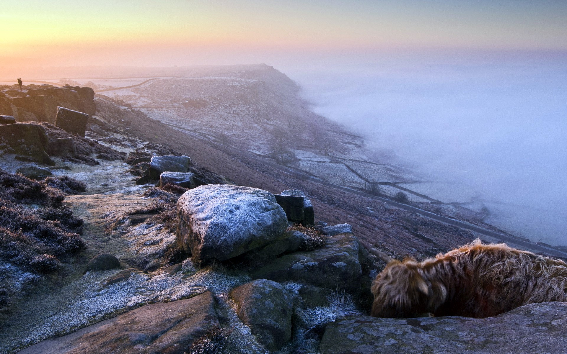 Highland cow in foggy mountains at sunrise HD Wallpaper