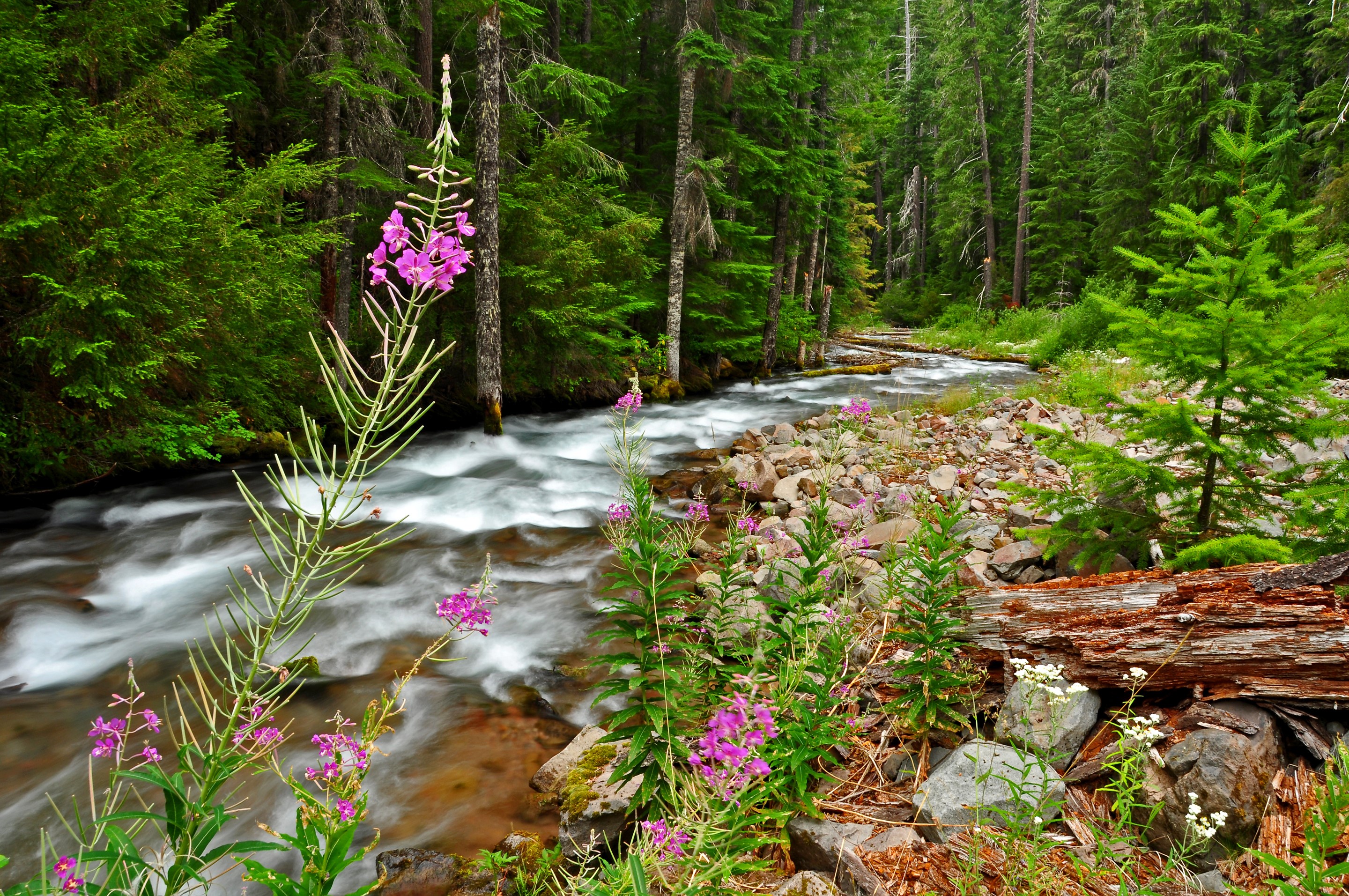 Forest river with pink wildflowers and rocks HD Wallpaper