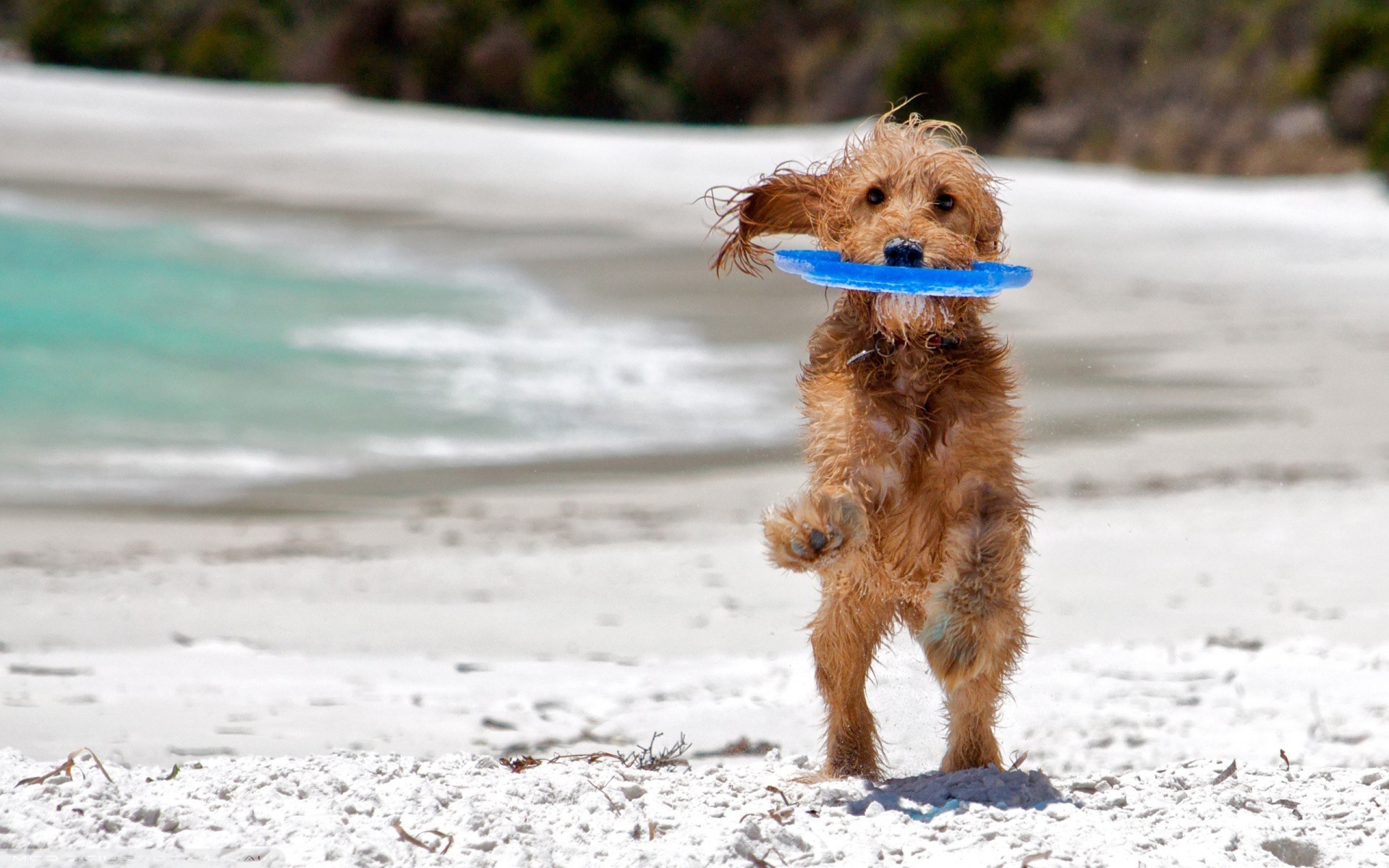 A wet dog holds a blue frisbee at the beach HD Wallpaper
