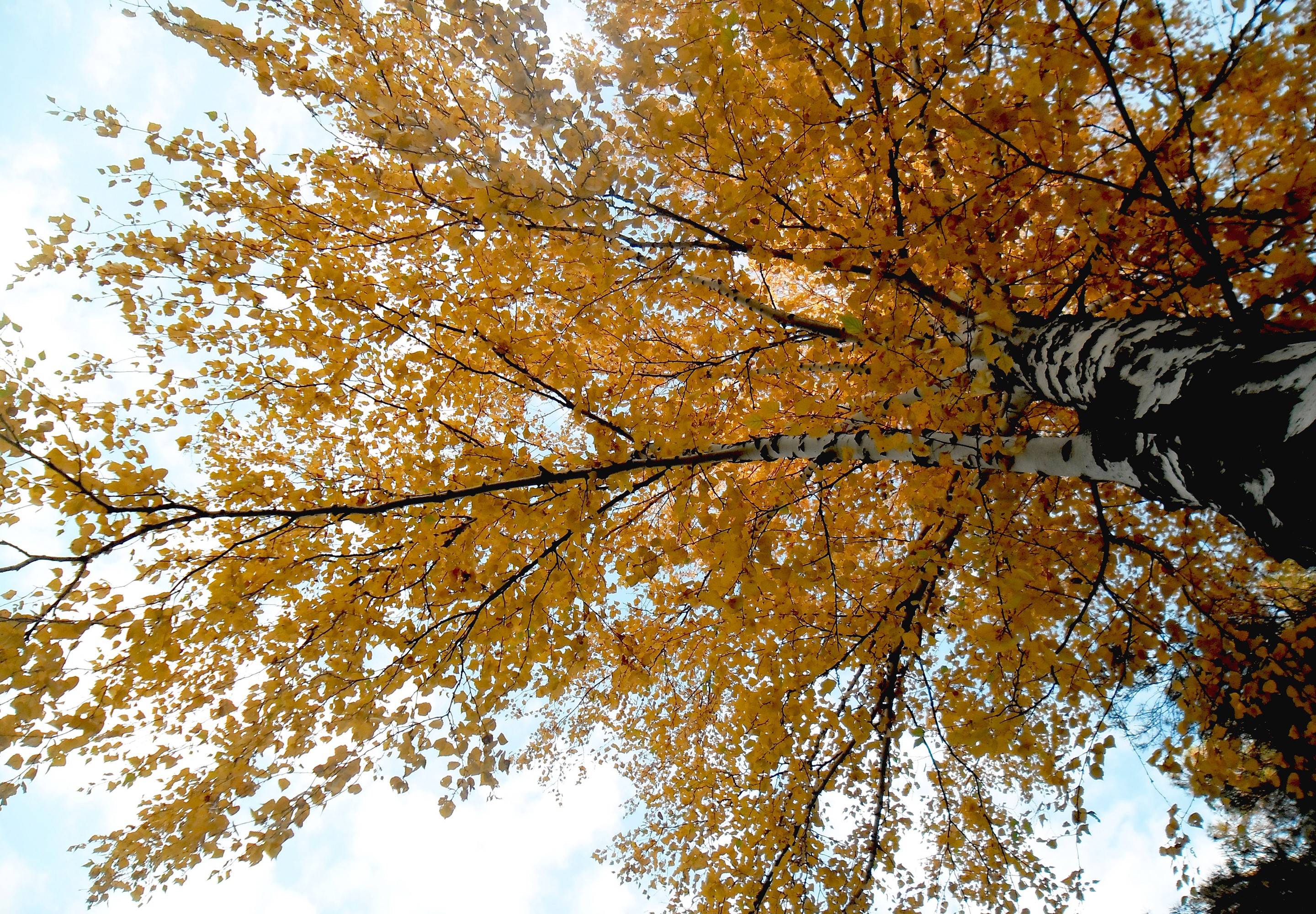 Looking up at a birch tree with yellow autumn leaves HD Wallpaper