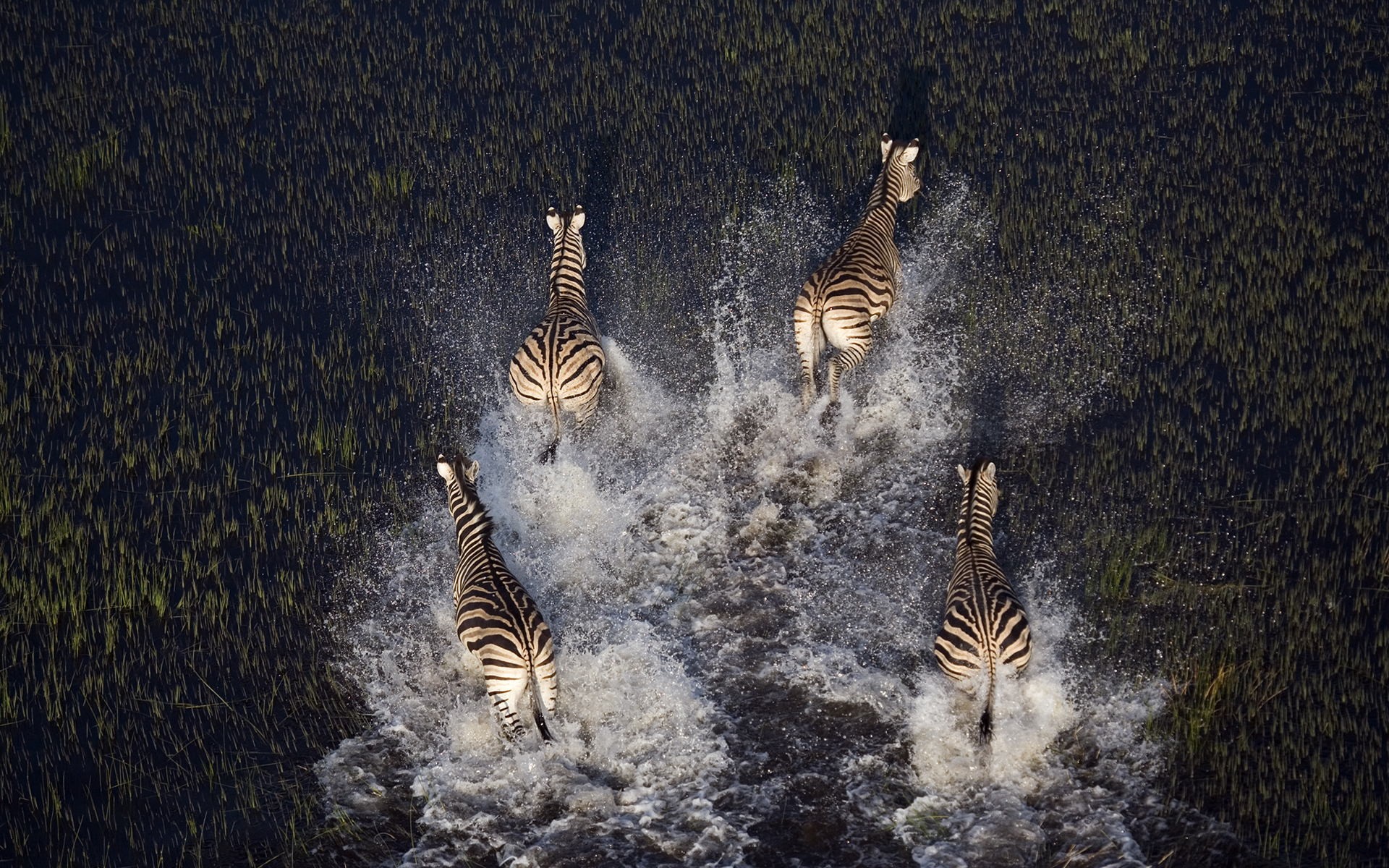 Four zebras running through water HD Wallpaper