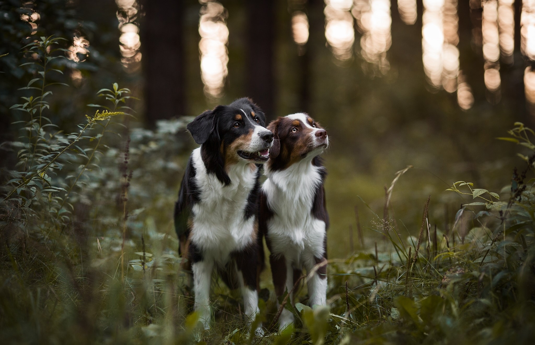 Two Australian Shepherd dogs in a forest HD Wallpaper