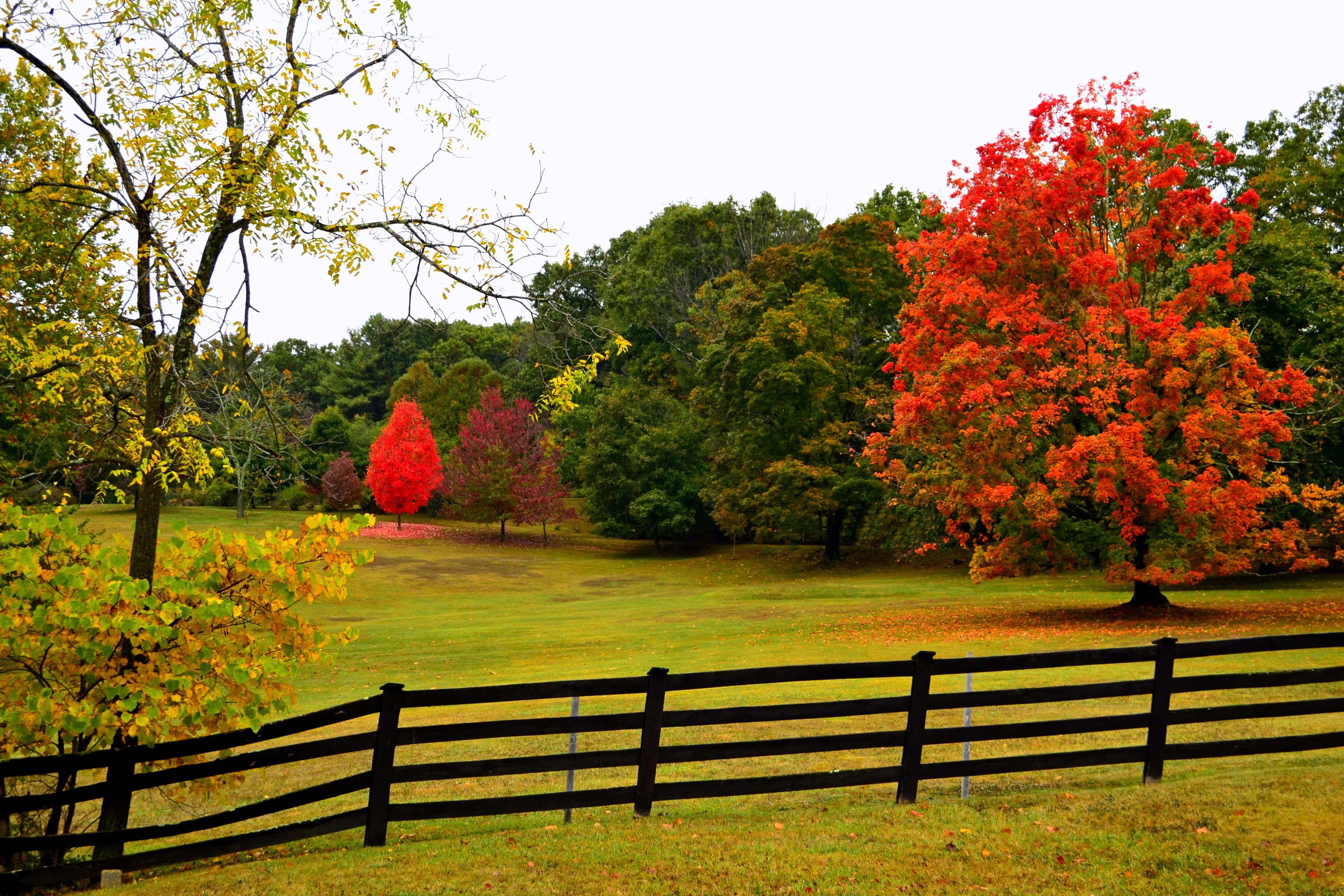 Autumn Trees and Fence HD Wallpaper