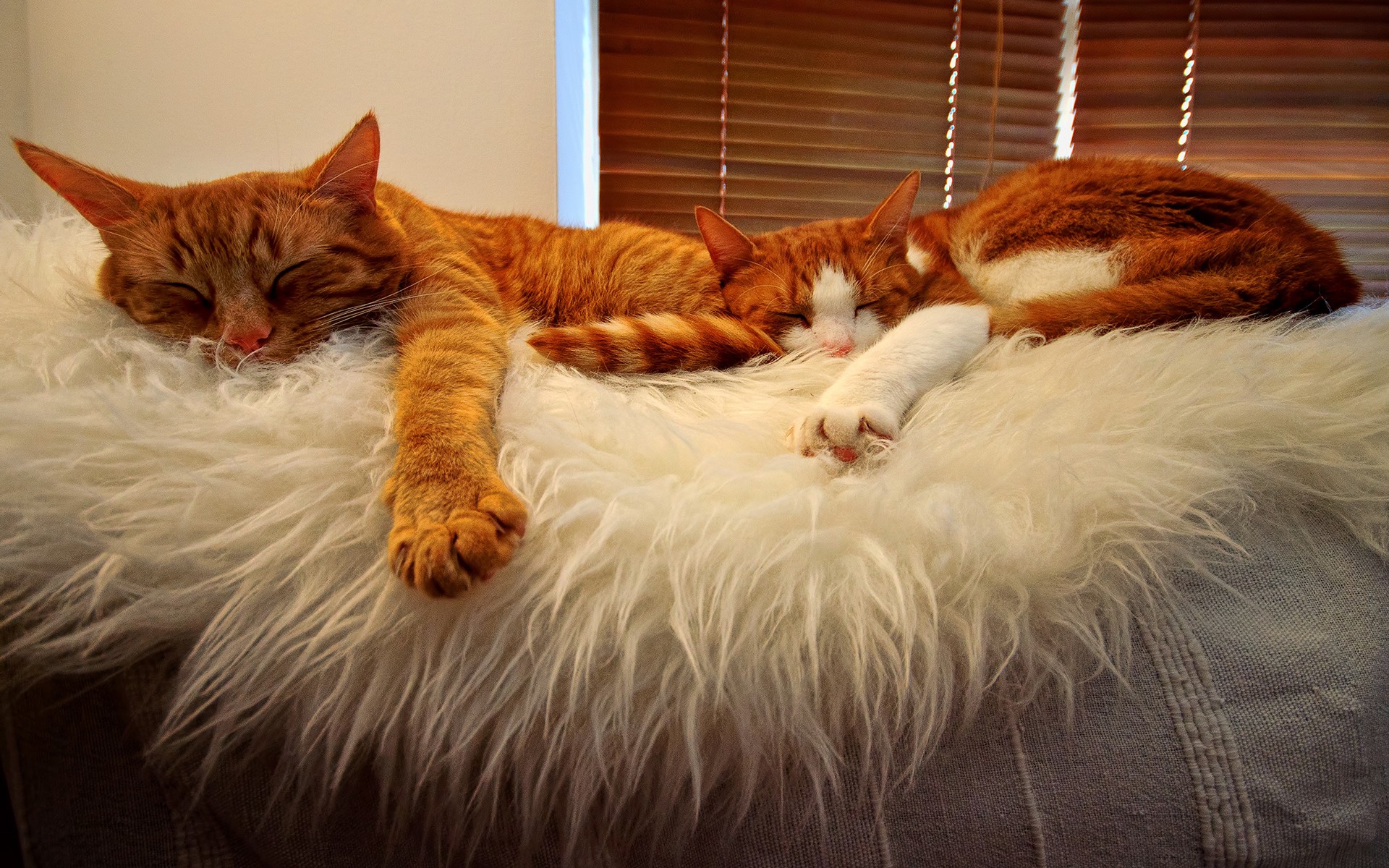 Two orange tabby cats sleeping on a fluffy rug HD Wallpaper