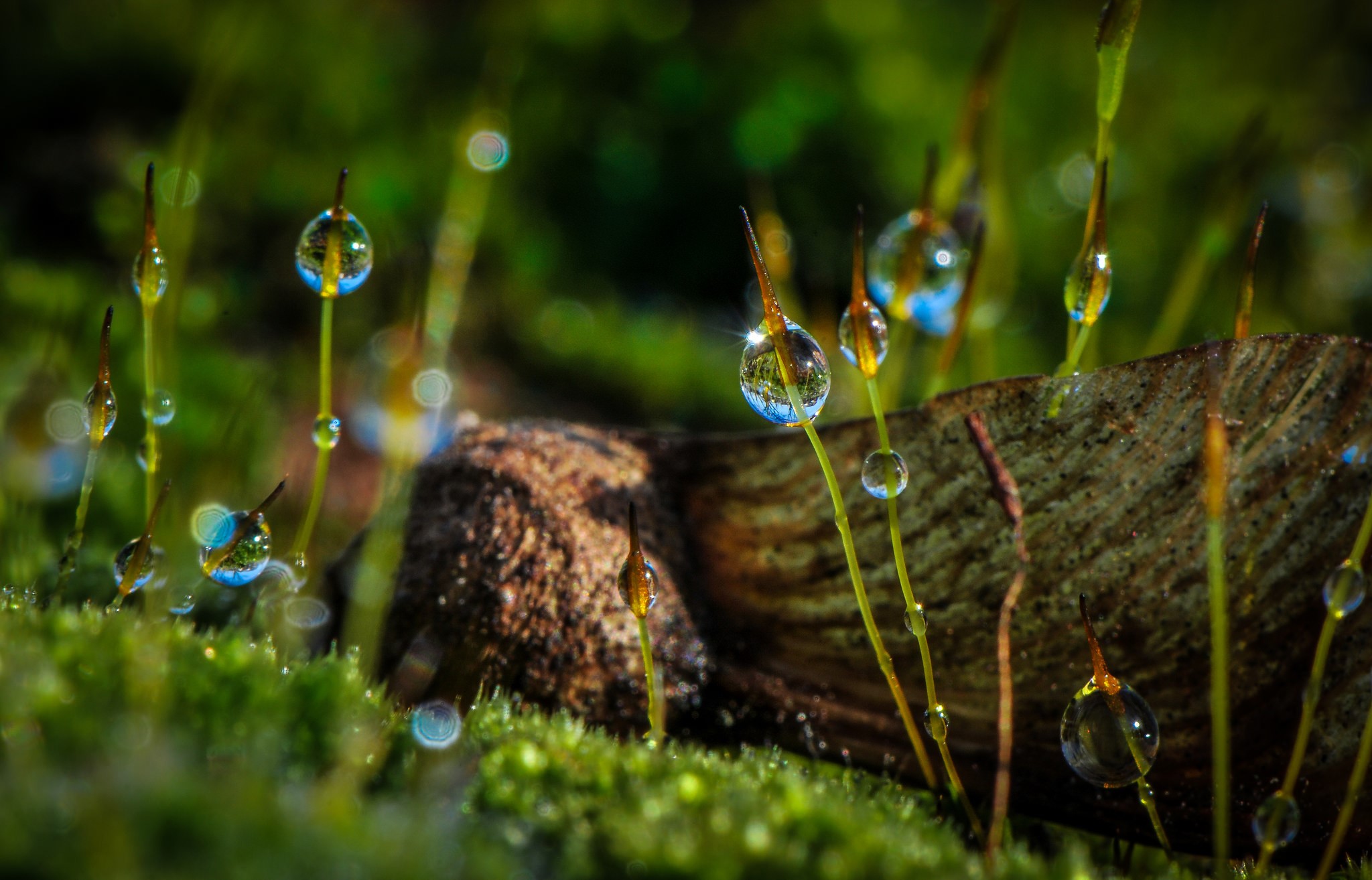 Macro shot of moss with water droplets and a seed HD Wallpaper