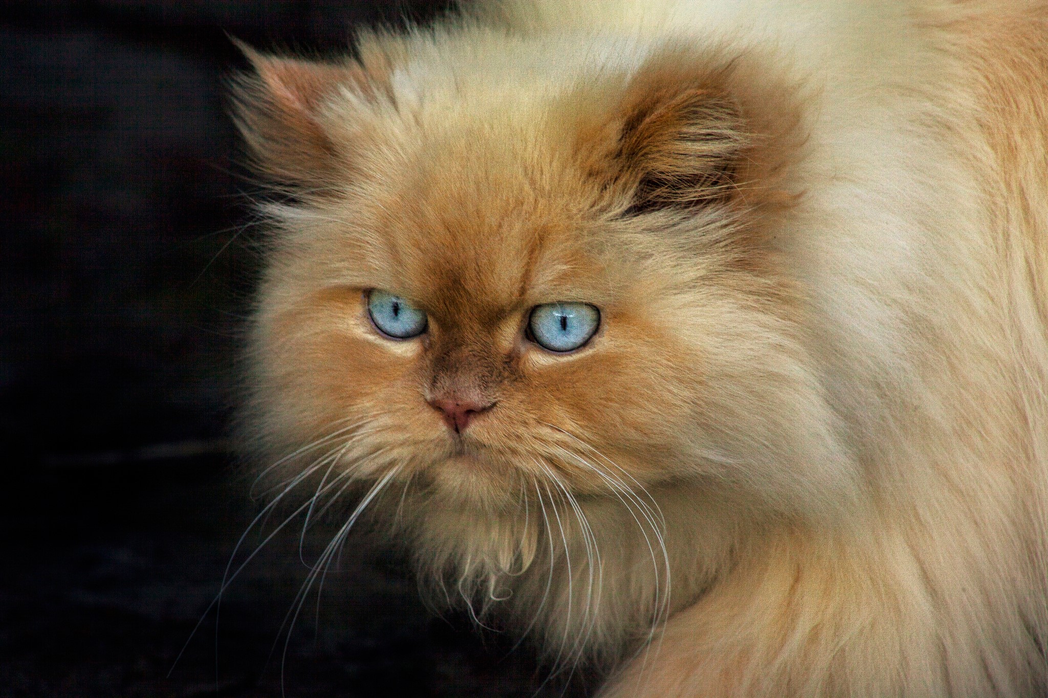 Ginger Persian cat with blue eyes HD Wallpaper