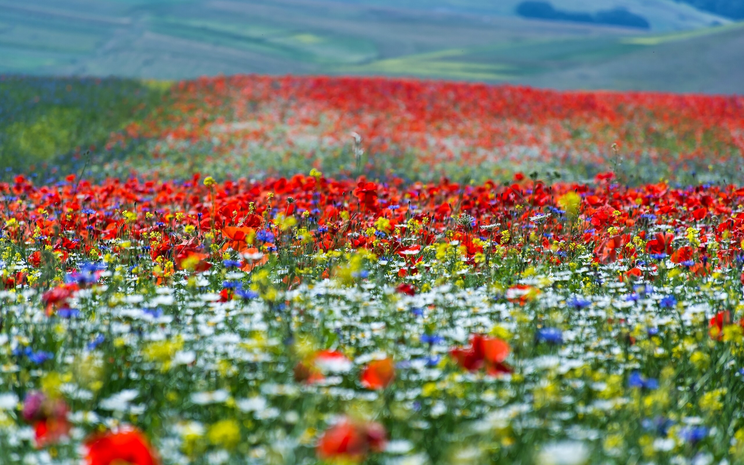 Field of Poppies and Wildflowers HD Wallpaper