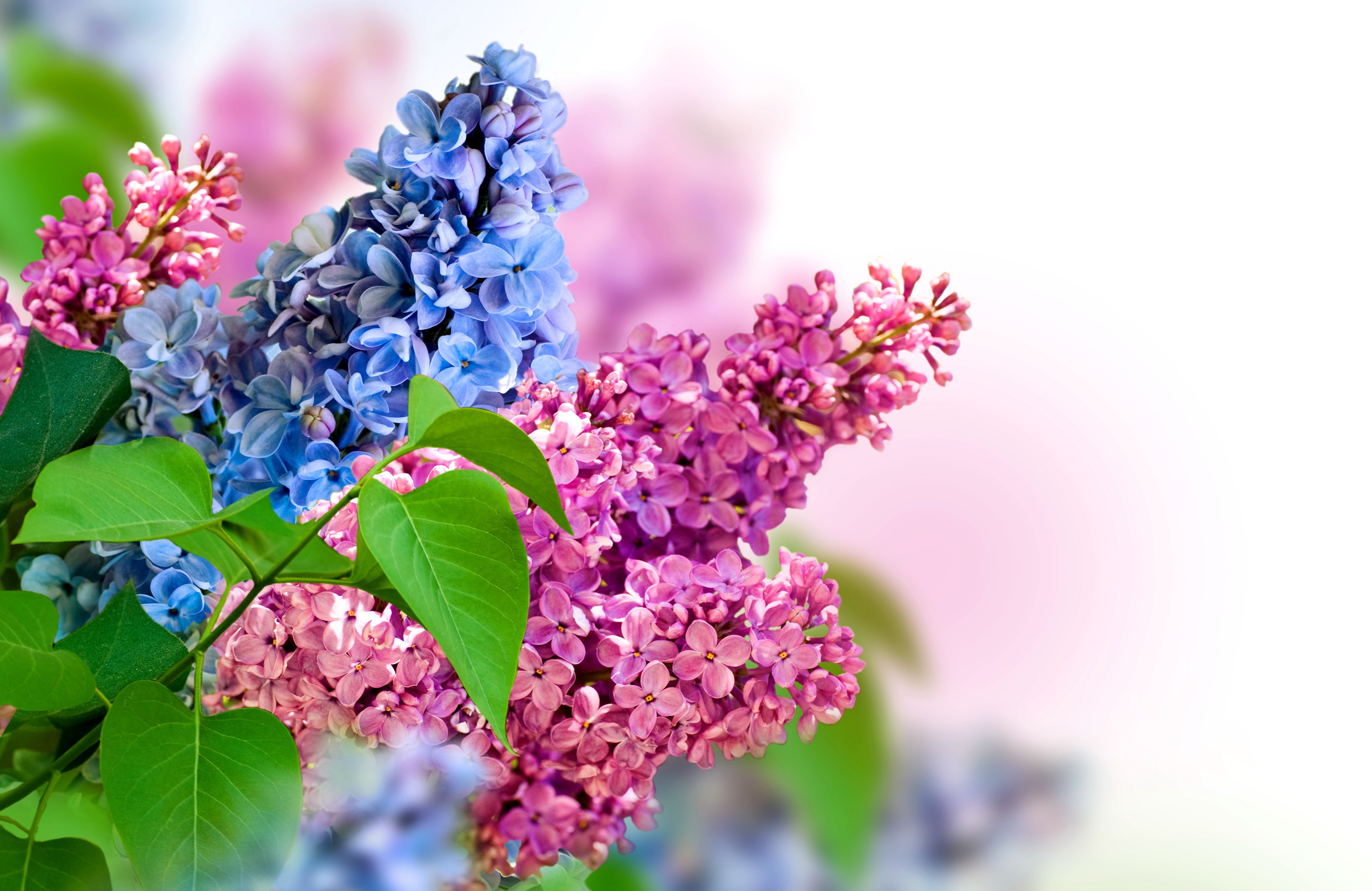 4K Lilac Flowers in Spring HD Wallpaper