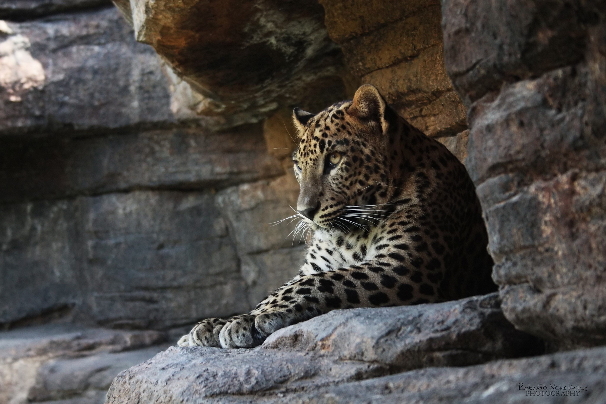 Leopard resting on rocks in a cave HD Wallpaper
