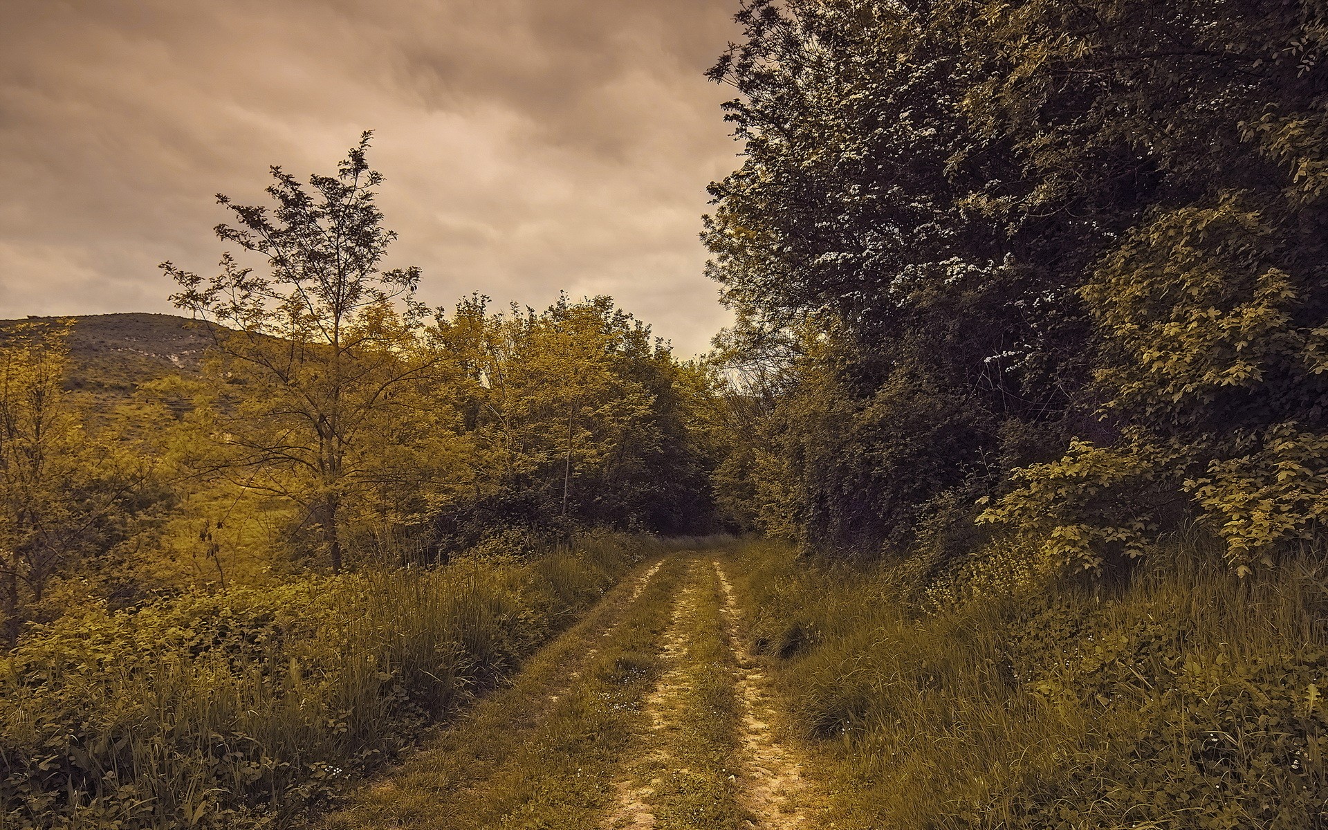 Dirt road through a forest with trees and grass HD Wallpaper