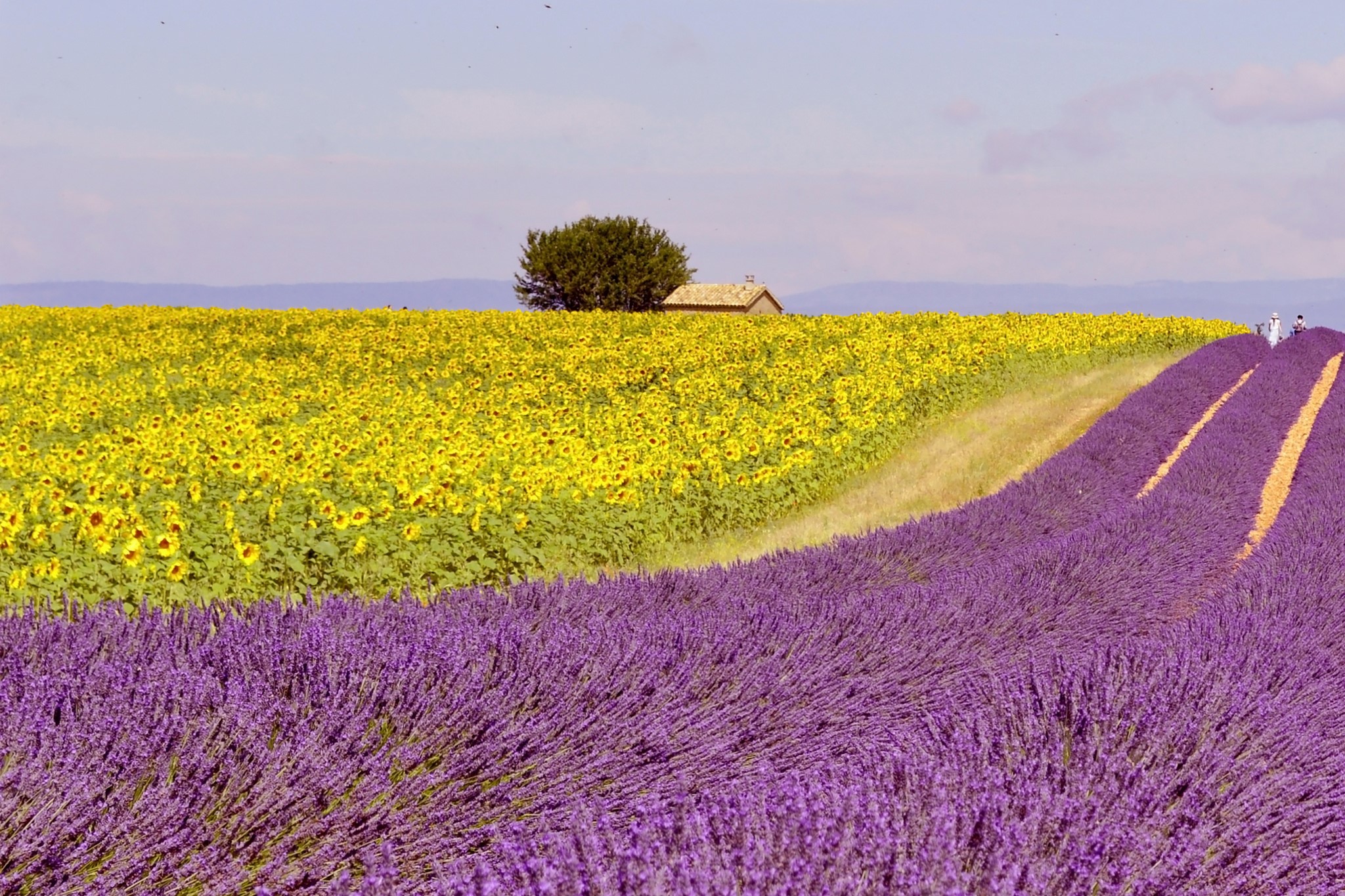 Lavender and Sunflower Fields with a House HD Wallpaper