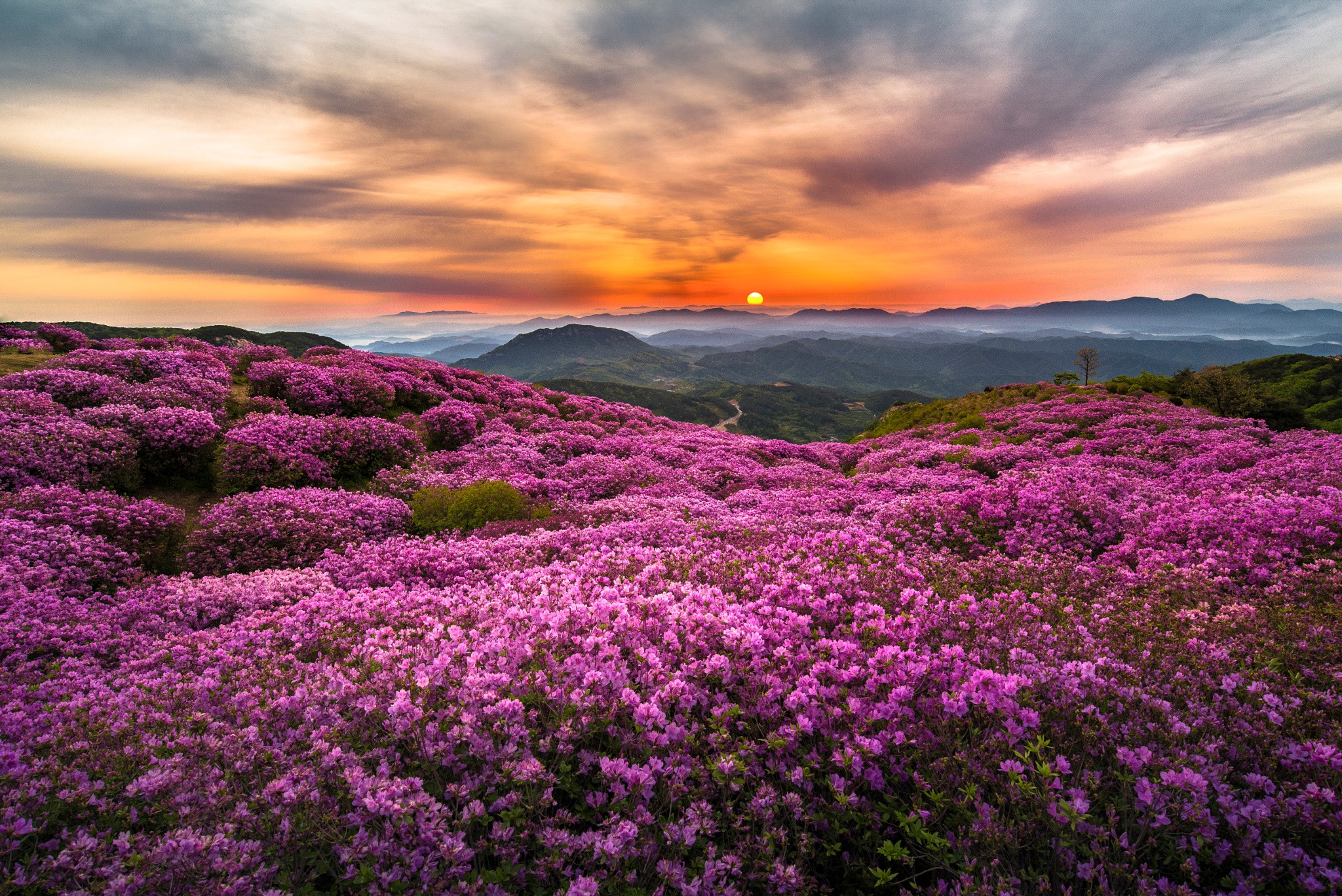 Field of pink flowers at sunrise in Korea HD Wallpaper