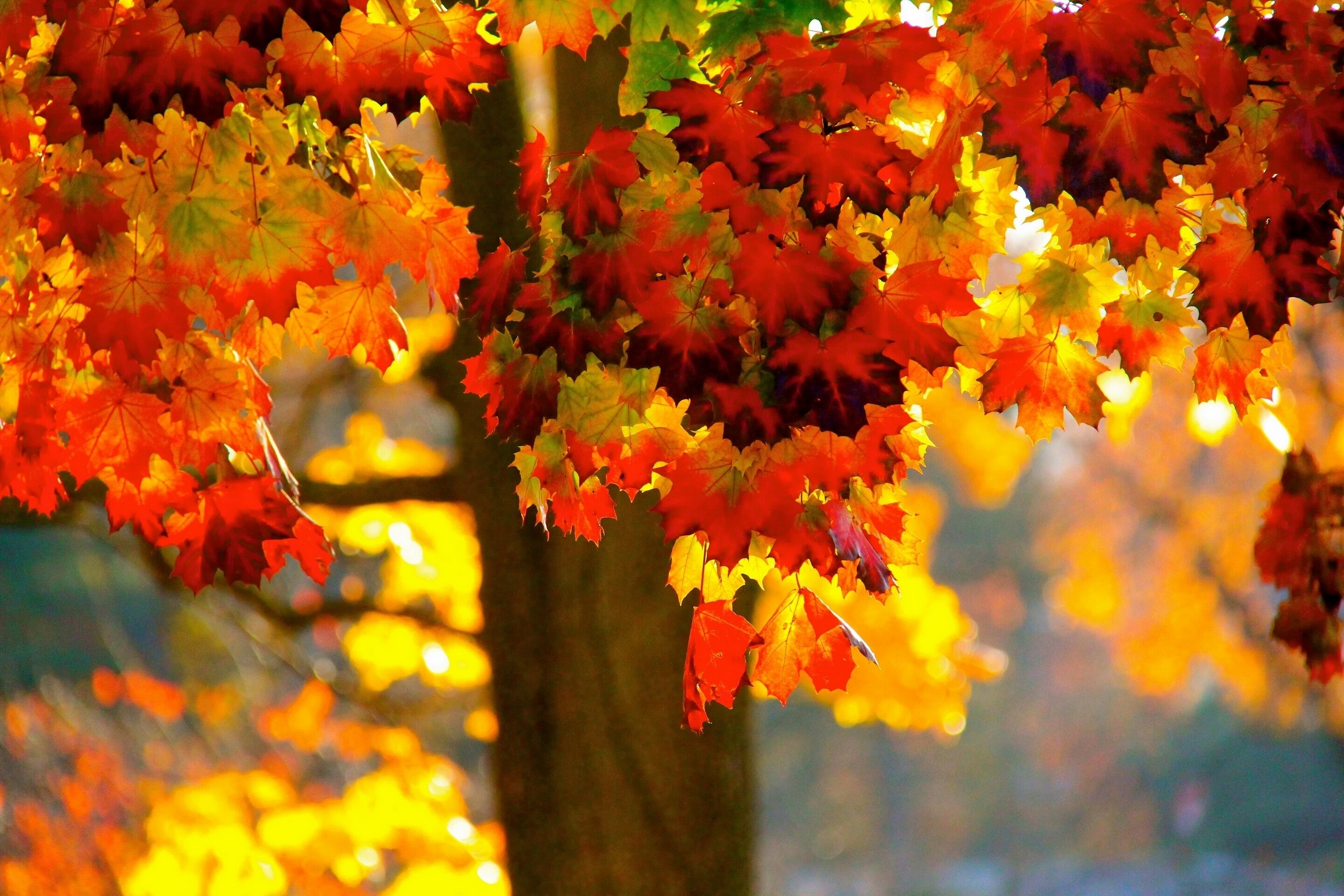 Autumn Maple Leaves on a Tree Branch HD Wallpaper