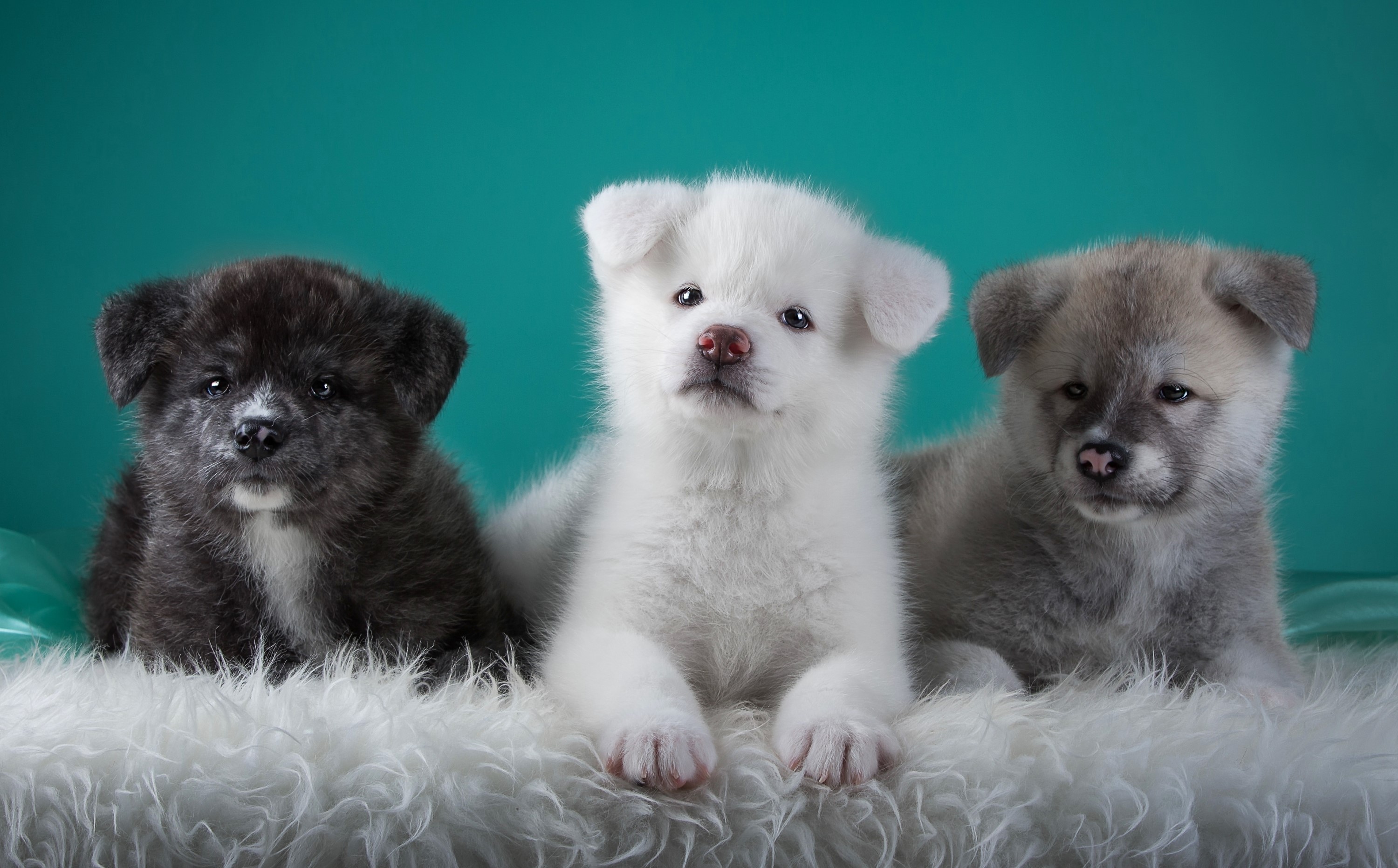 Three Akita puppies on a fluffy rug HD Wallpaper