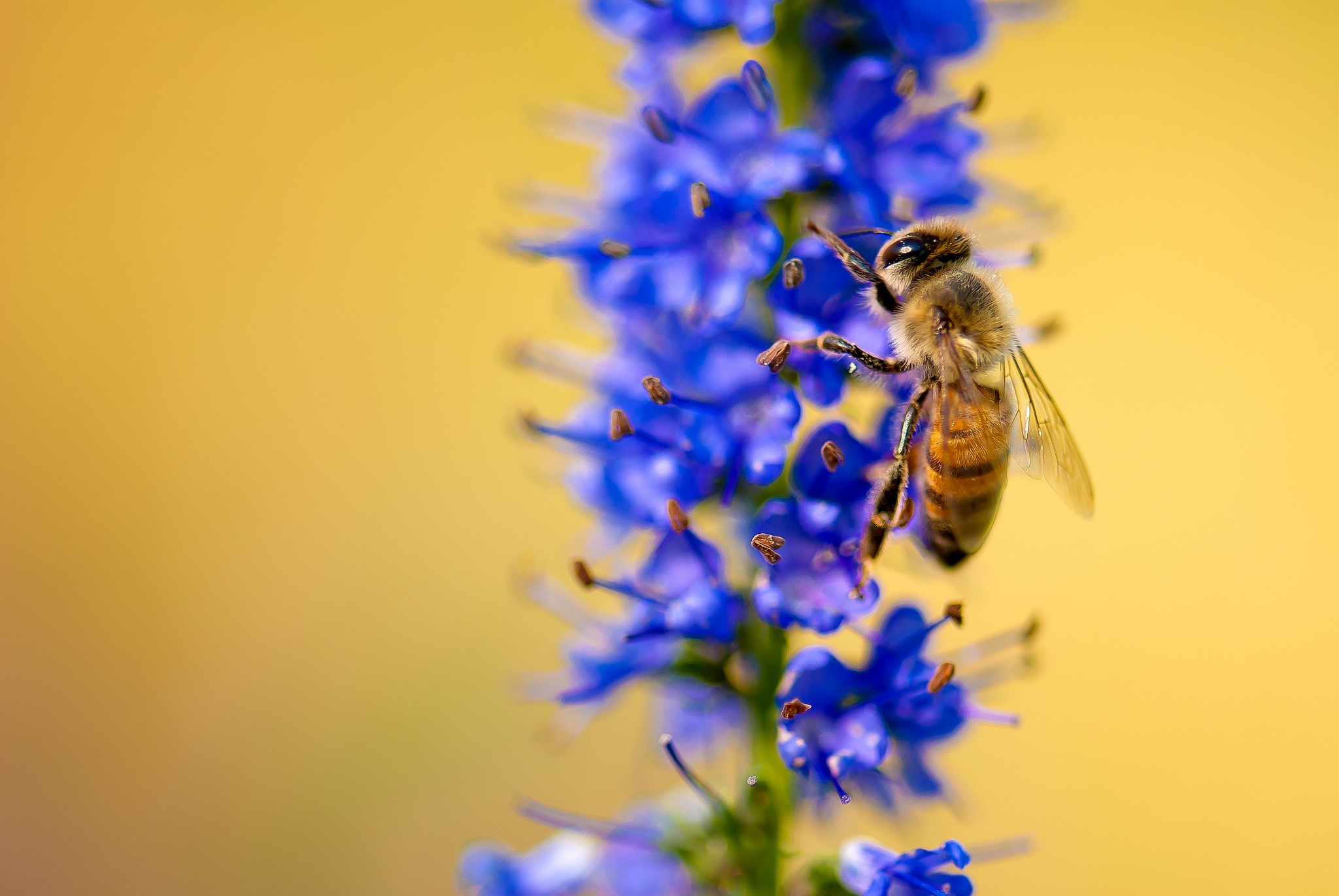 Bee on a purple flower with yellow background HD Wallpaper