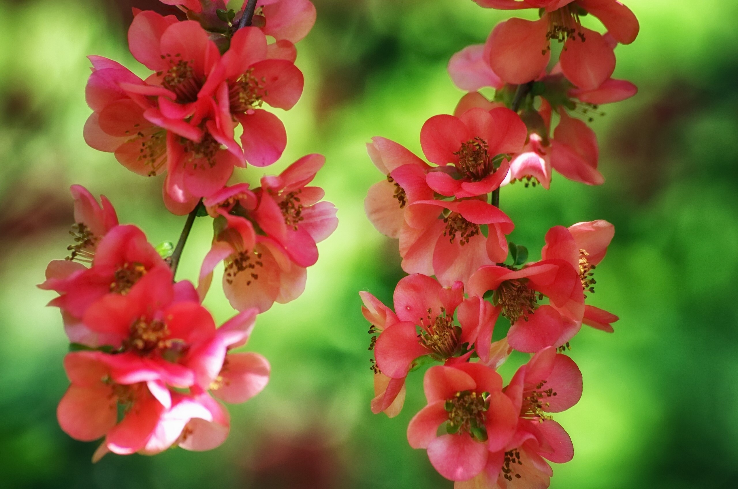 Pink Chaenomeles japonica flowers on branches HD Wallpaper