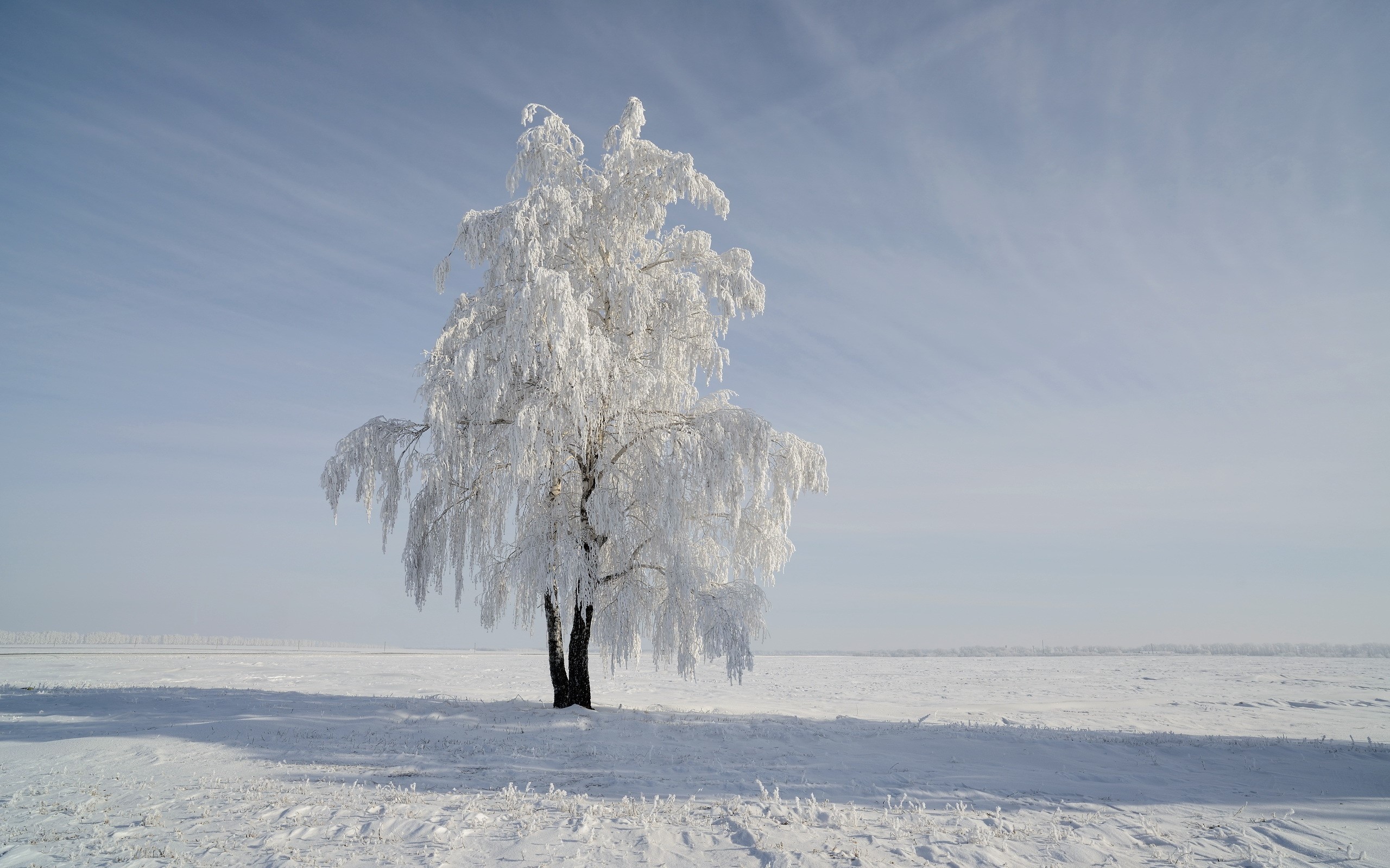 A lone snow-covered tree in a winter field HD Wallpaper