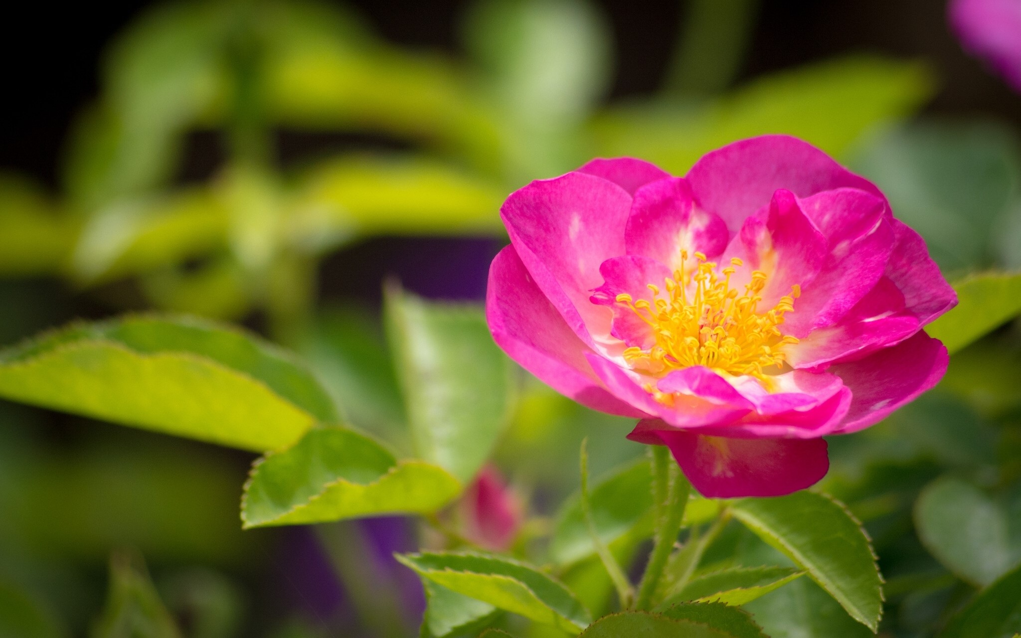 Close-up of a pink rose with yellow center HD Wallpaper