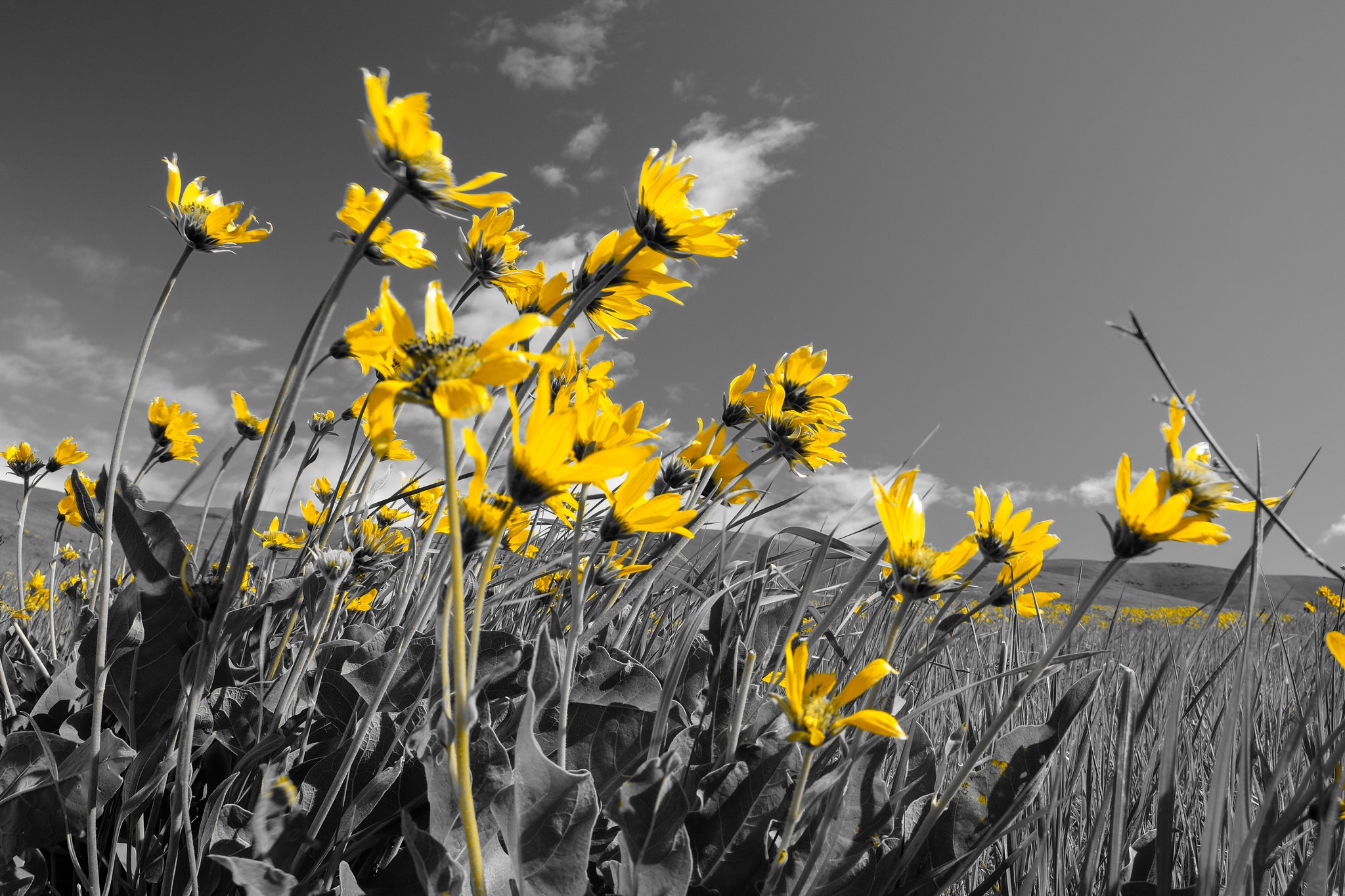 Yellow wildflowers in a field under a cloudy sky HD Wallpaper