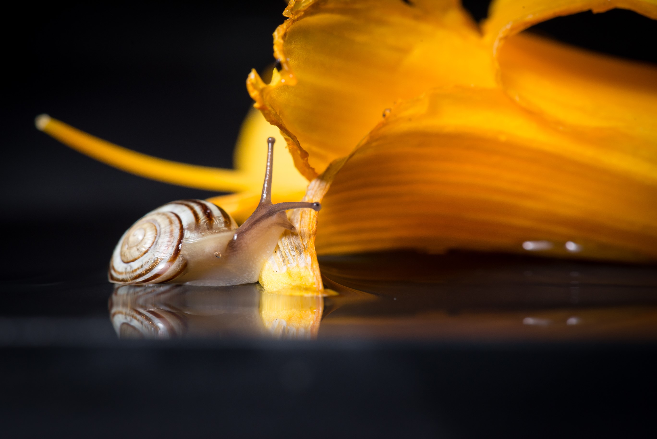 Snail on a yellow flower petal HD Wallpaper