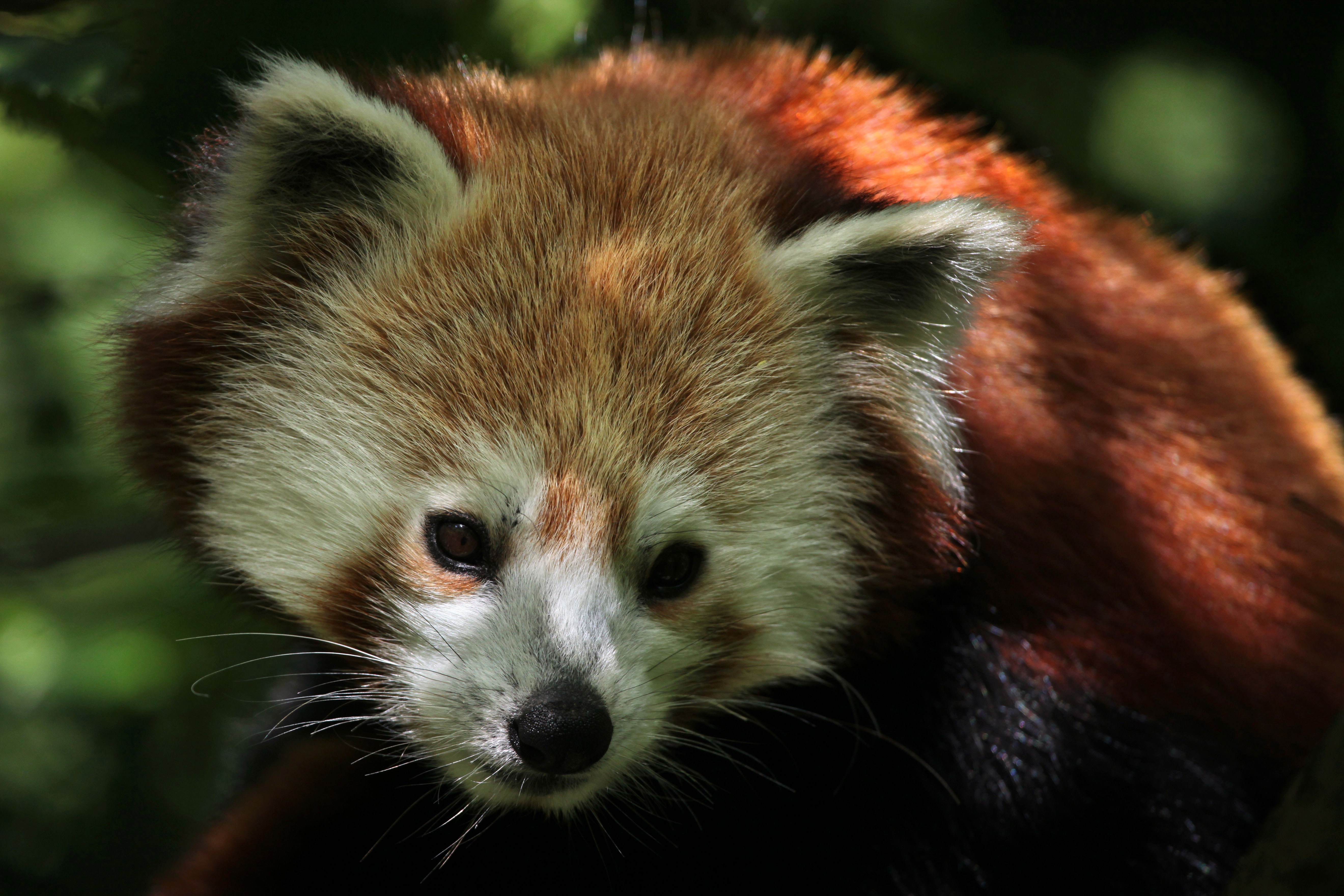 Red Panda in Forest HD Wallpaper