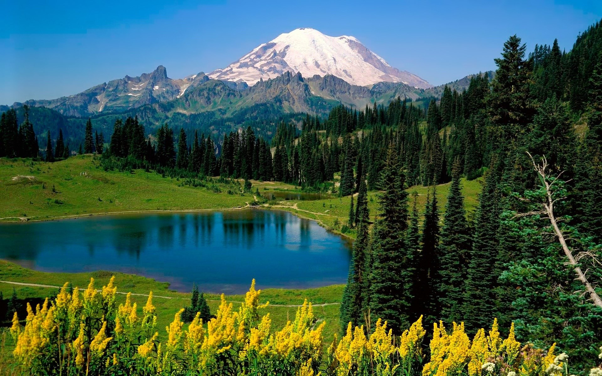 Mount Rainier reflected in a lake with wildflowers HD Wallpaper