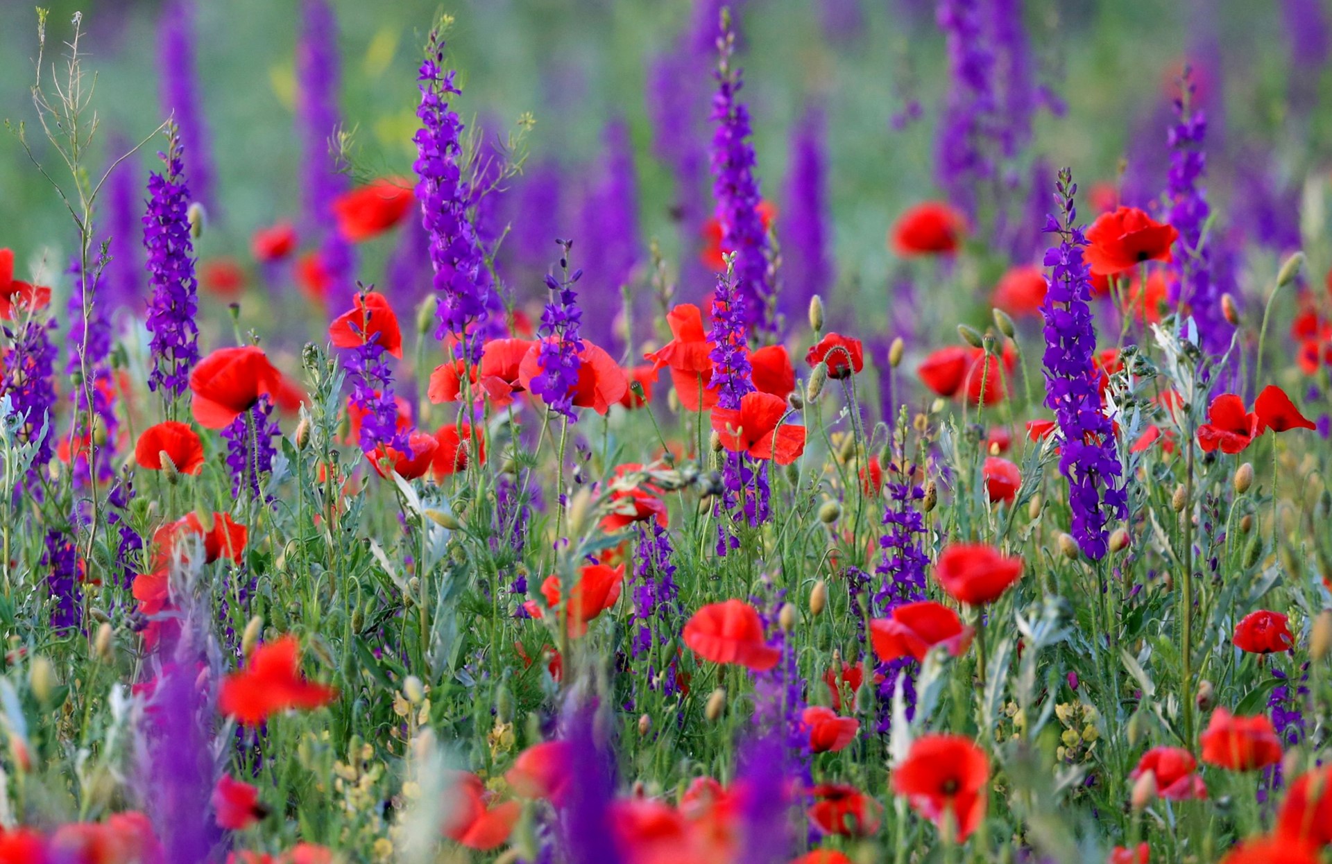 Field of red poppies and purple larkspur flowers HD Wallpaper