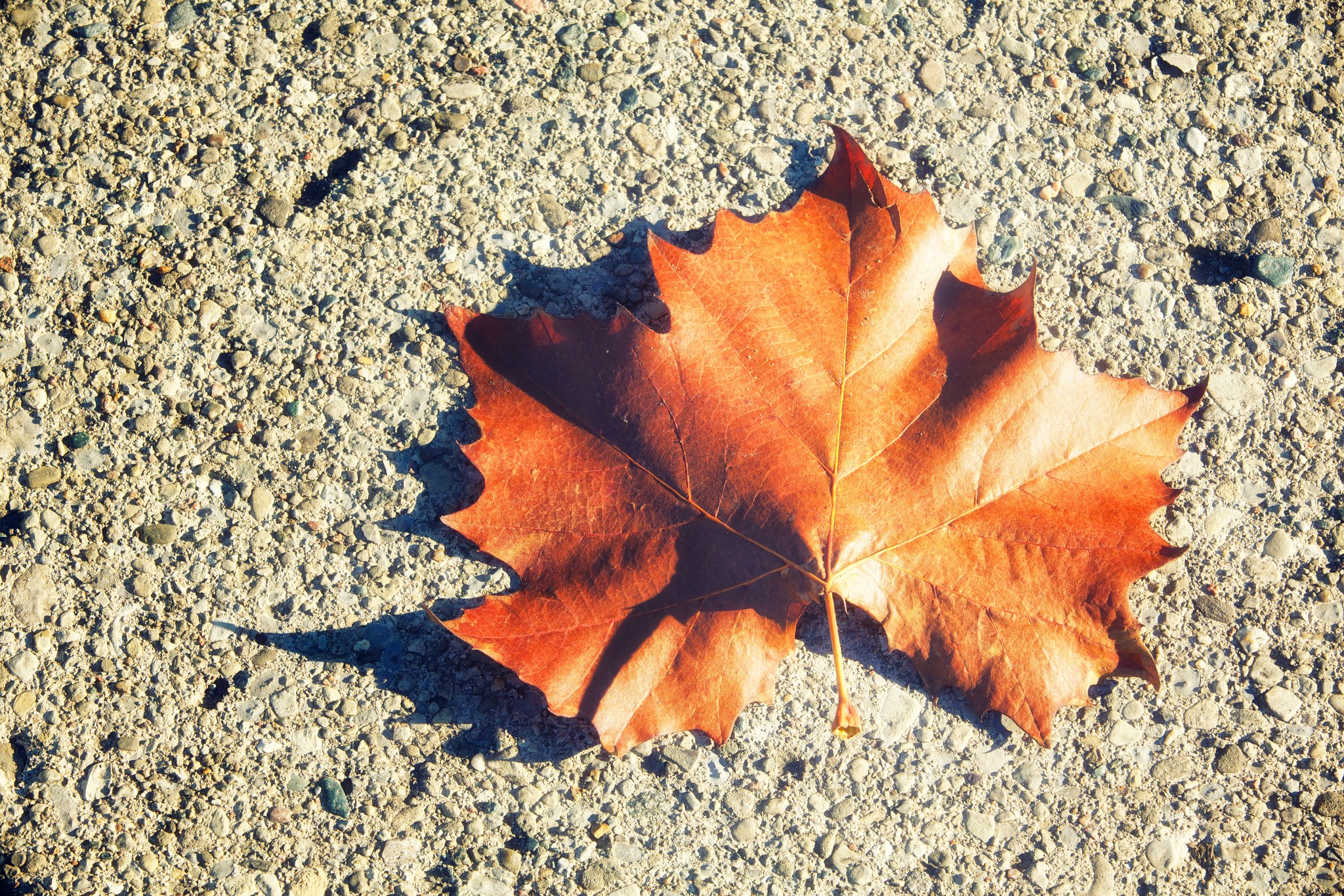 Autumn leaf on concrete HD Wallpaper