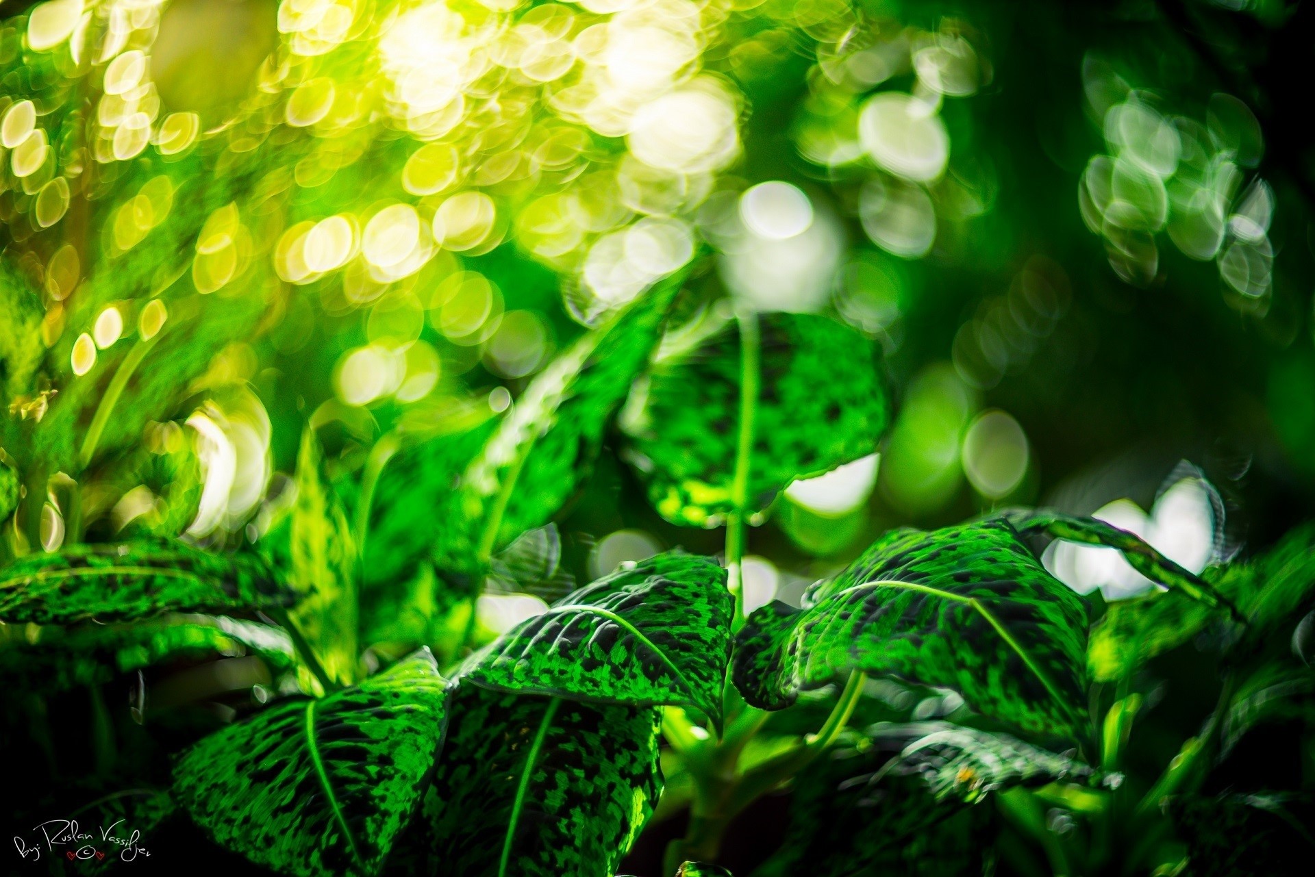 Green foliage with bokeh effect HD Wallpaper
