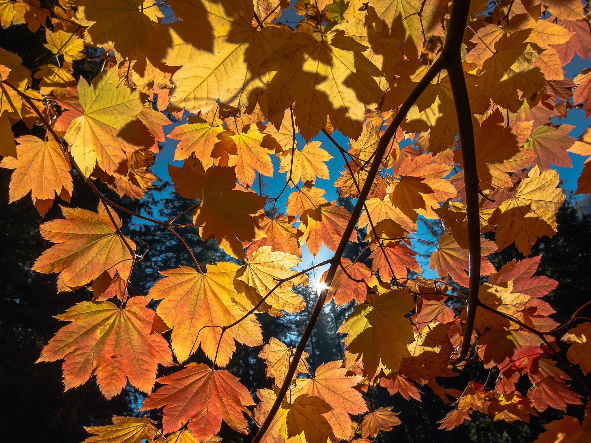 Autumn leaves on branches against blue sky HD Wallpaper
