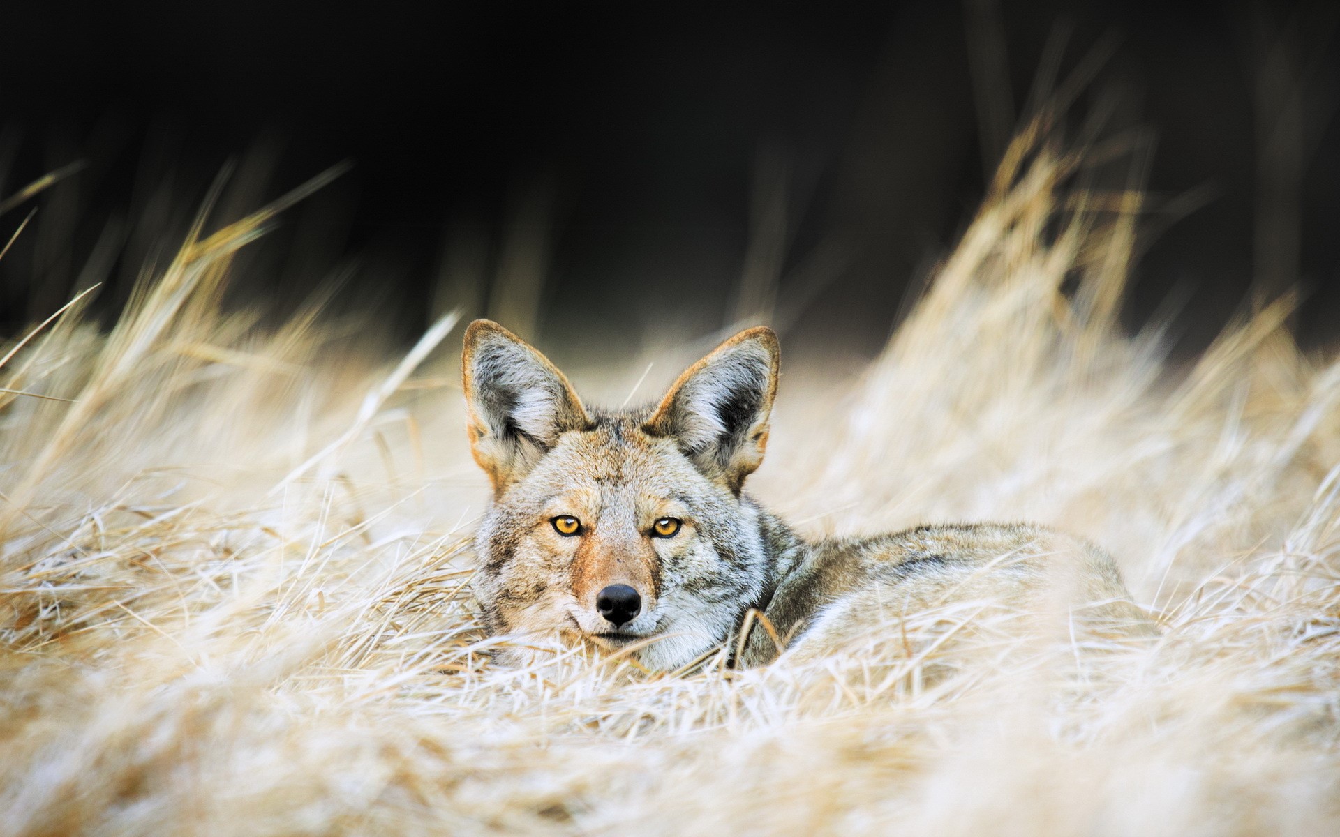 Coyote lying in dry grass HD Wallpaper