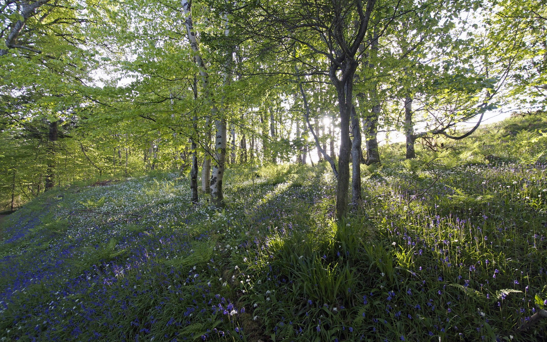Sunlight filtering through a forest with bluebells and white flowers HD Wallpaper