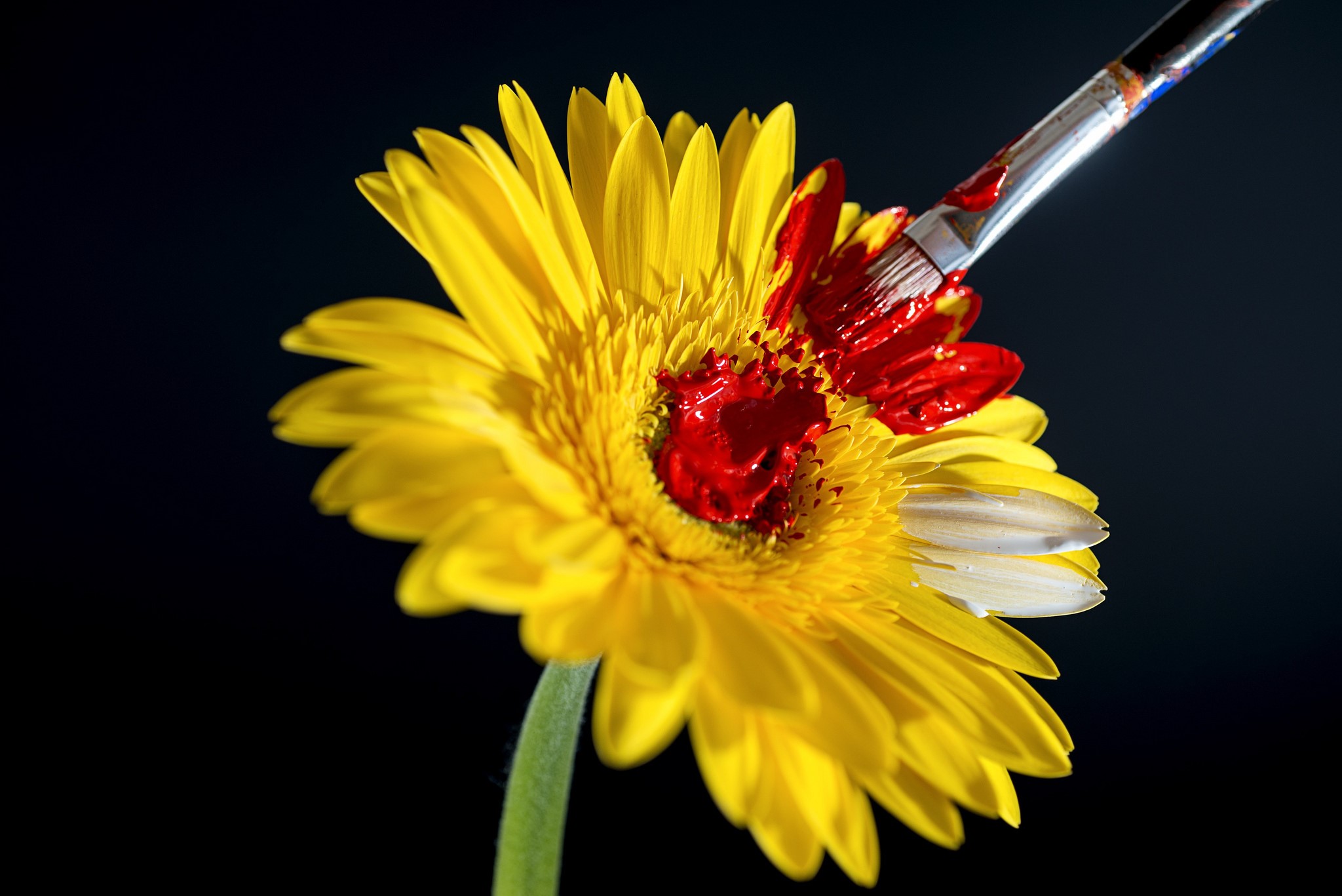 Yellow Gerbera flower being painted red HD Wallpaper