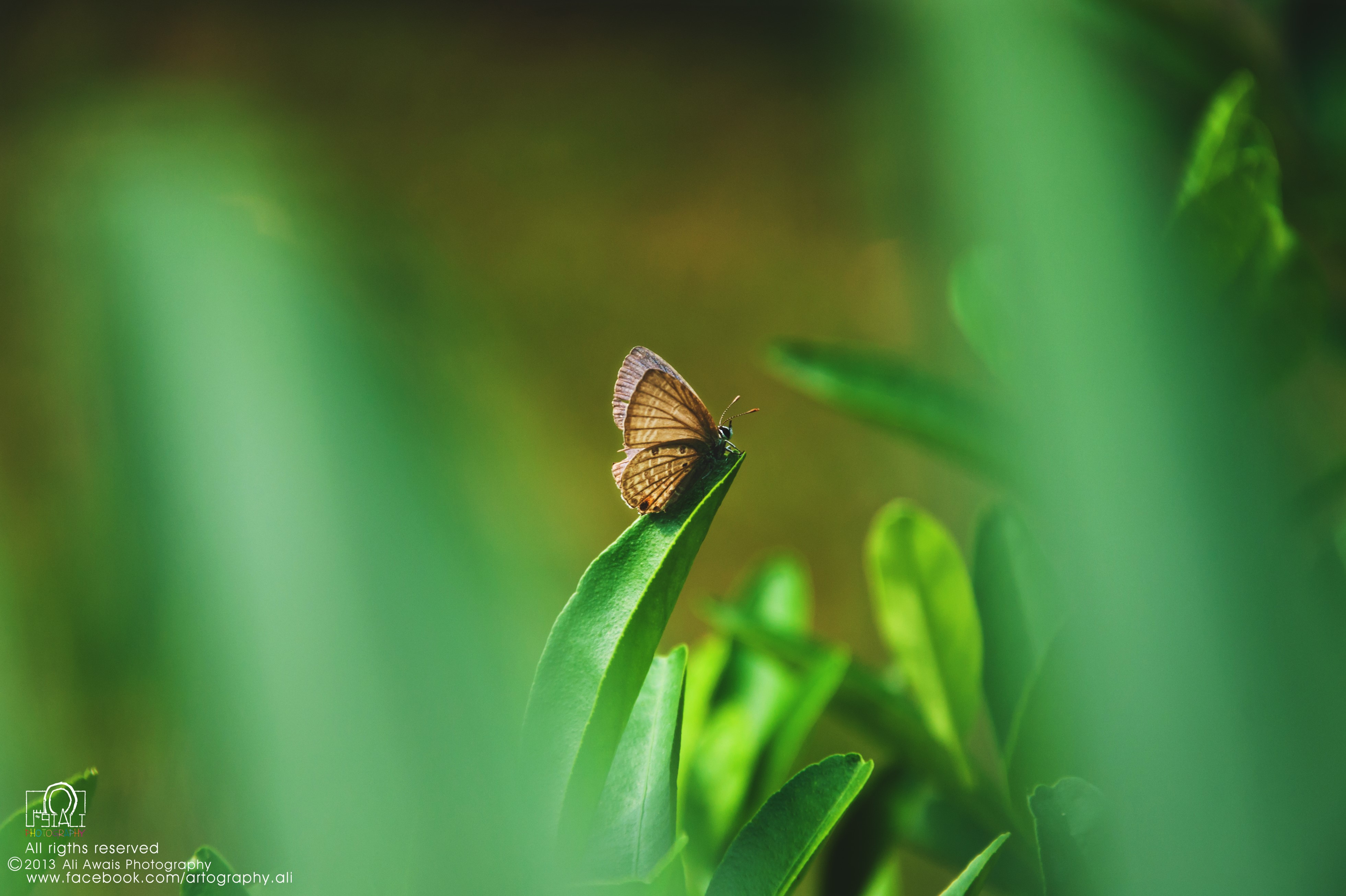 Butterfly on a leaf HD Wallpaper