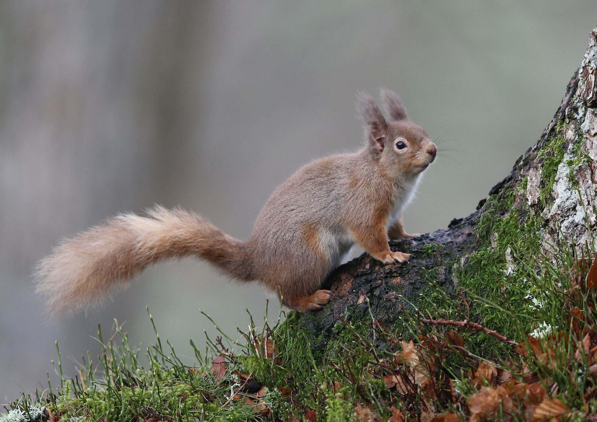 Red squirrel on a mossy tree trunk HD Wallpaper