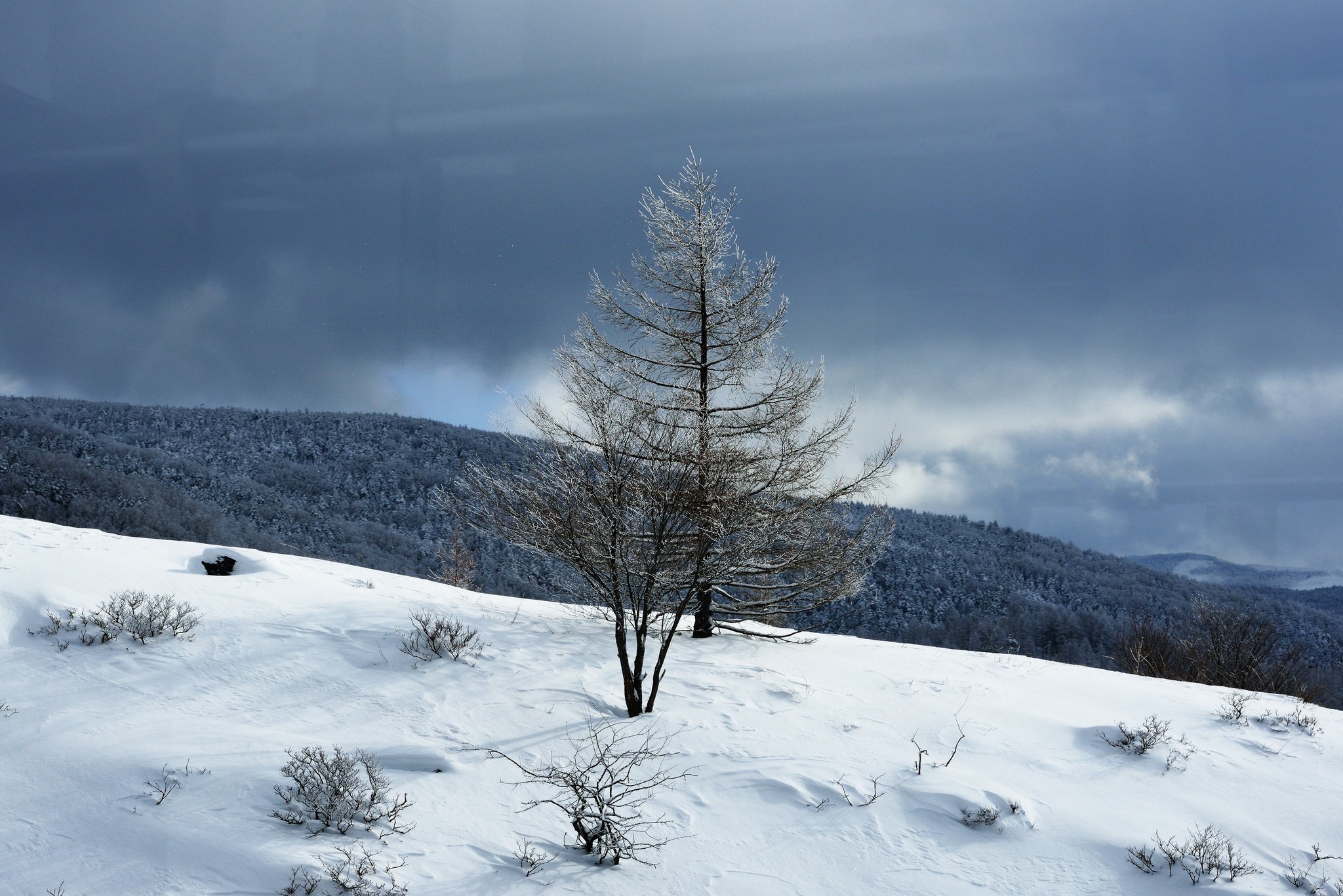 Winter scene with snow-covered trees and hills HD Wallpaper