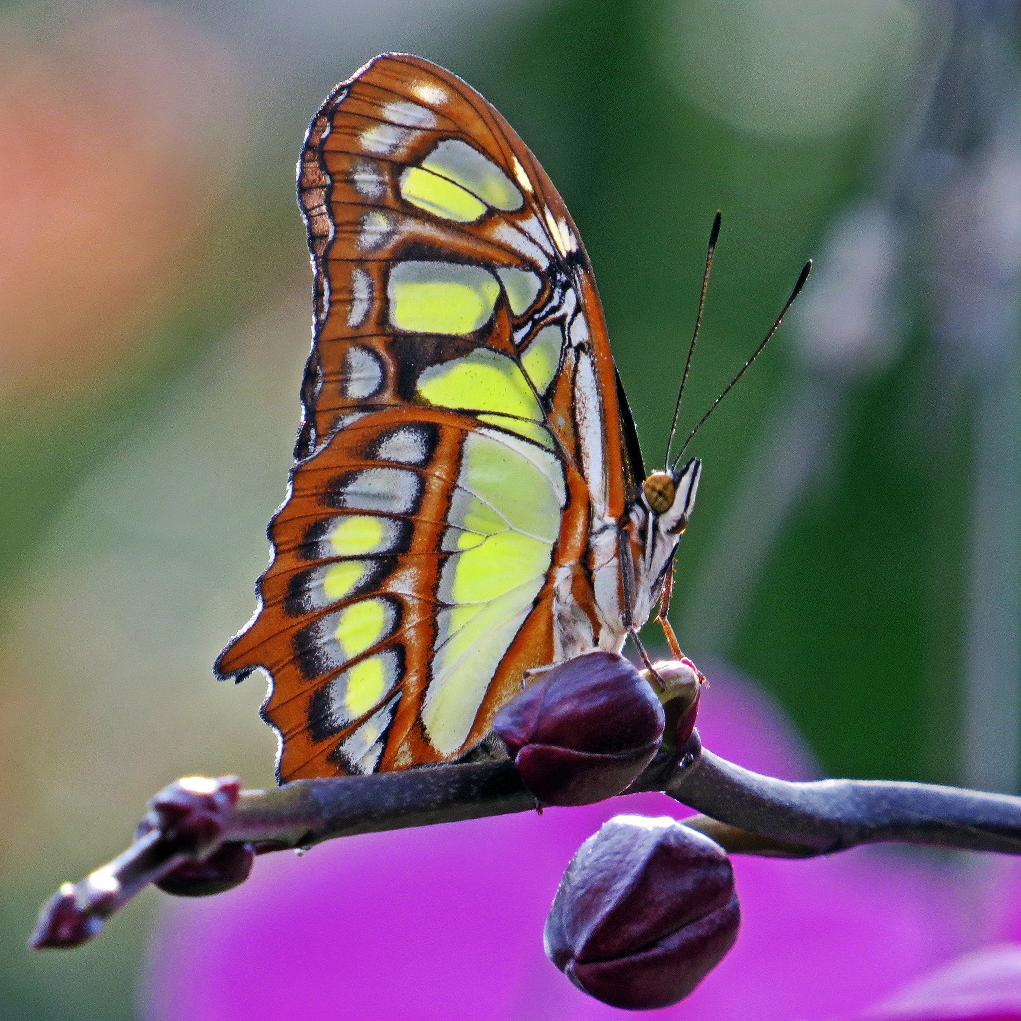 Malachite Butterfly on Orchid Buds HD Wallpaper