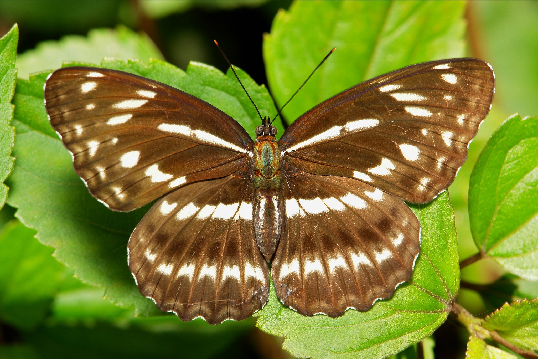 Brown butterfly with white markings on green leaves HD Wallpaper