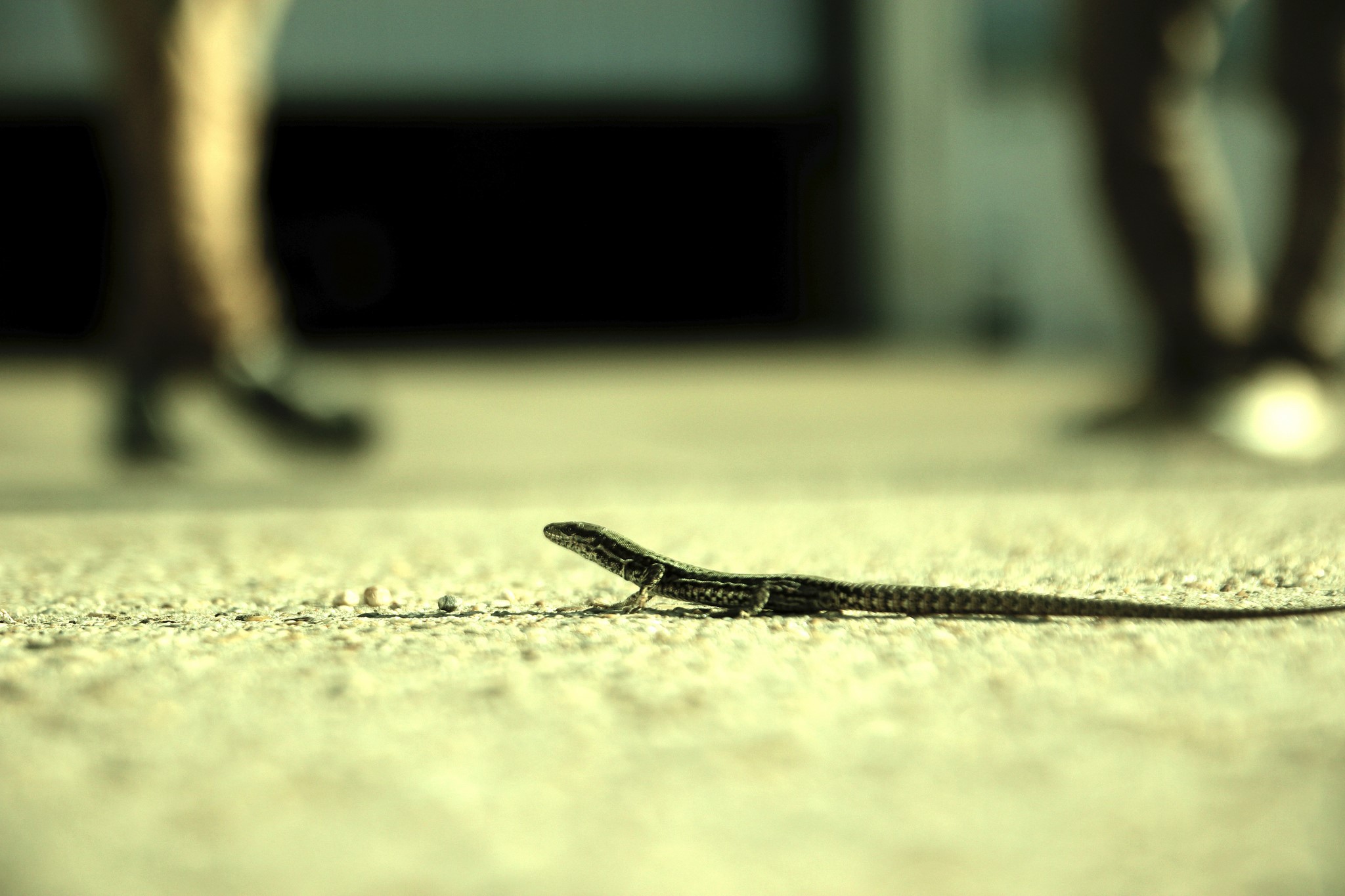 Lizard on the ground with blurred people walking HD Wallpaper
