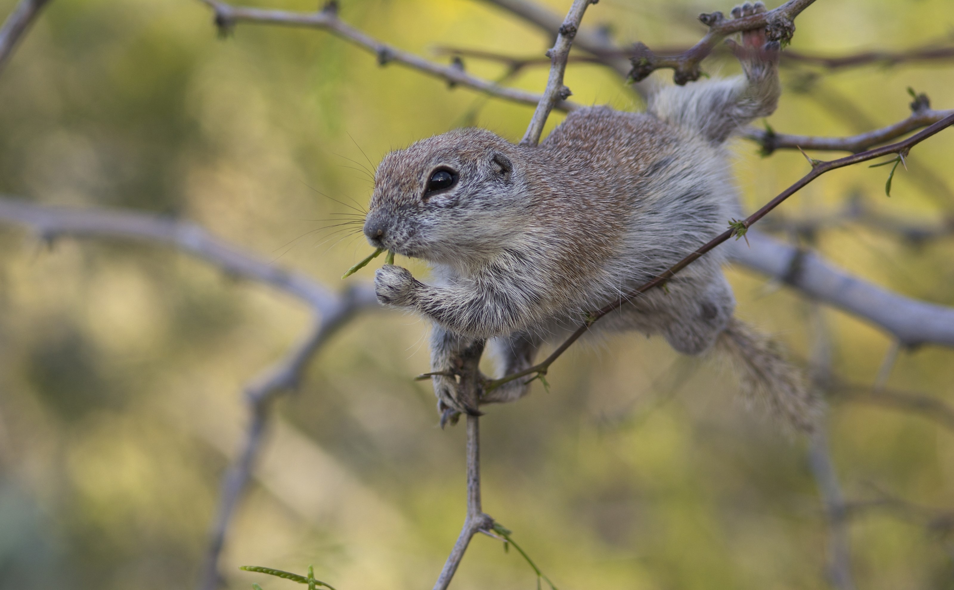 Squirrel eating on a tree branch HD Wallpaper