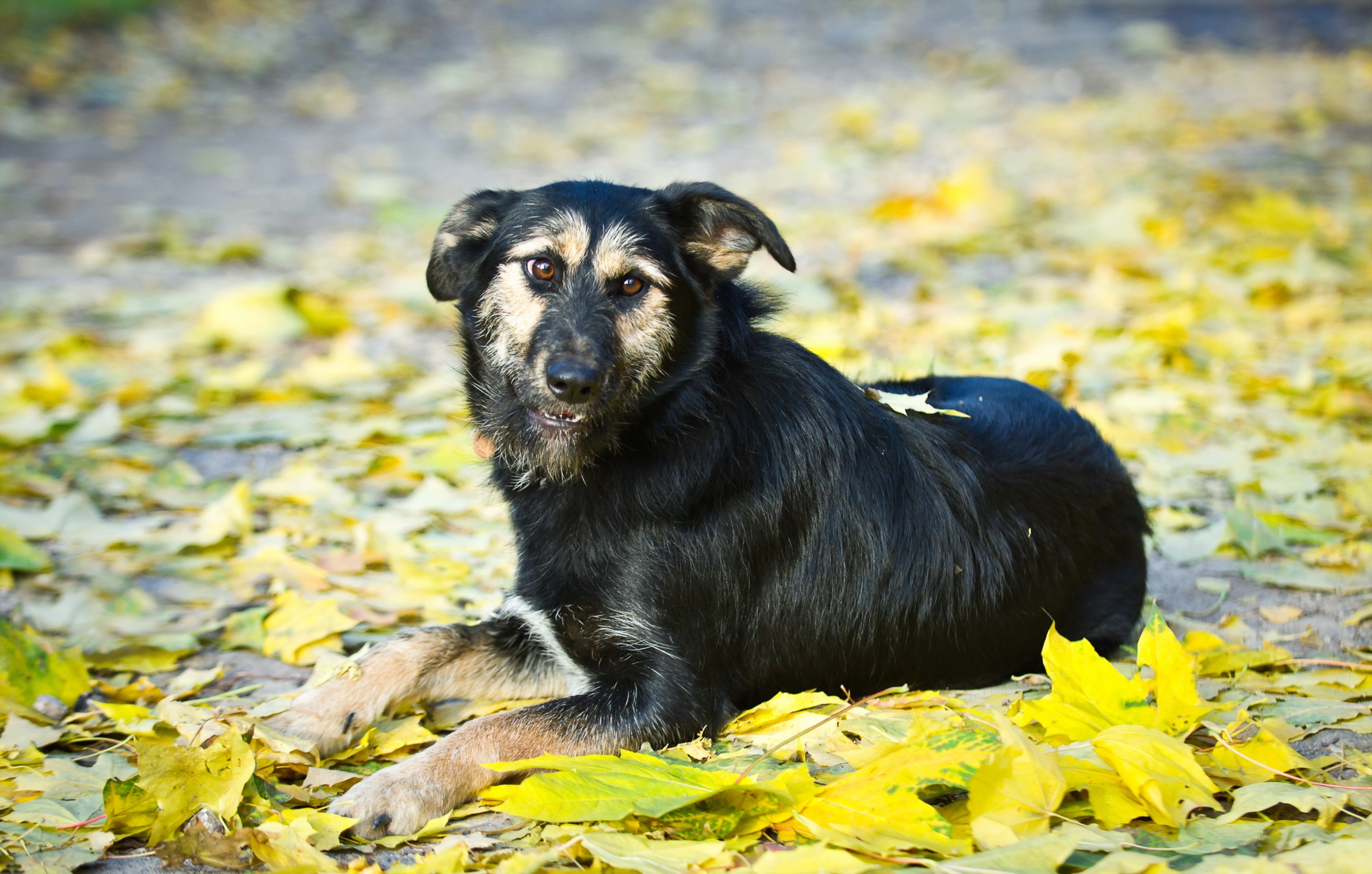 A black dog lies on autumn leaves HD Wallpaper